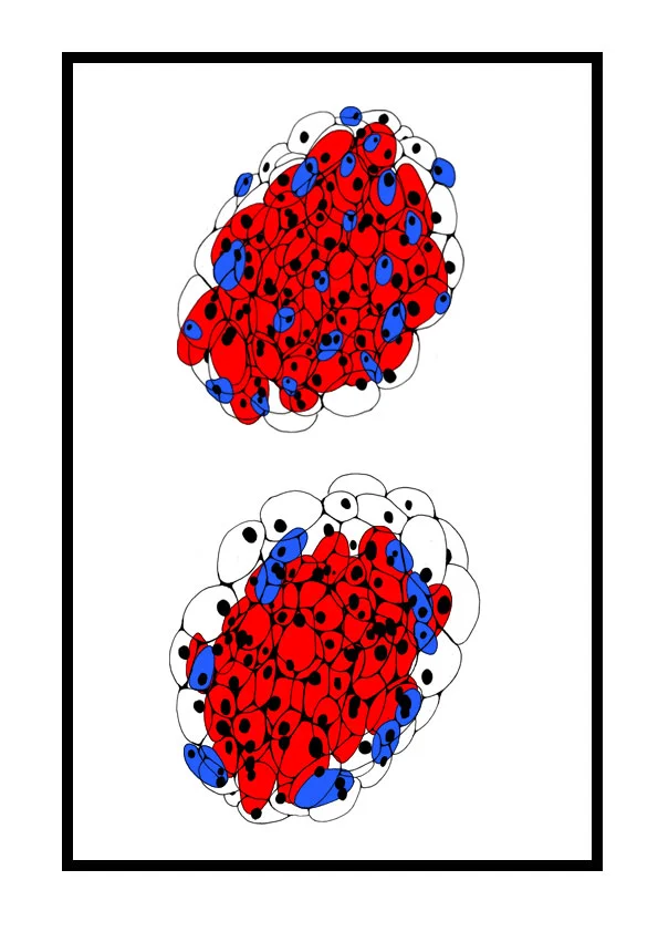 A Human and Mouse Pancreatic Islet