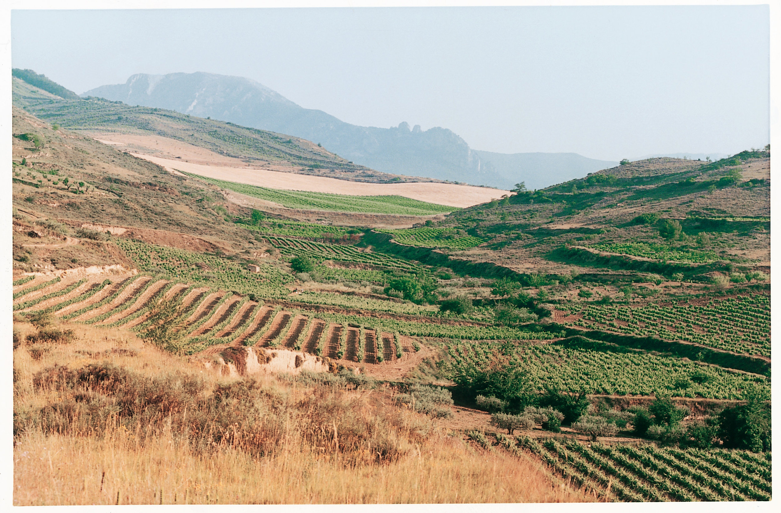 Biurko landscape vineyards.jpg