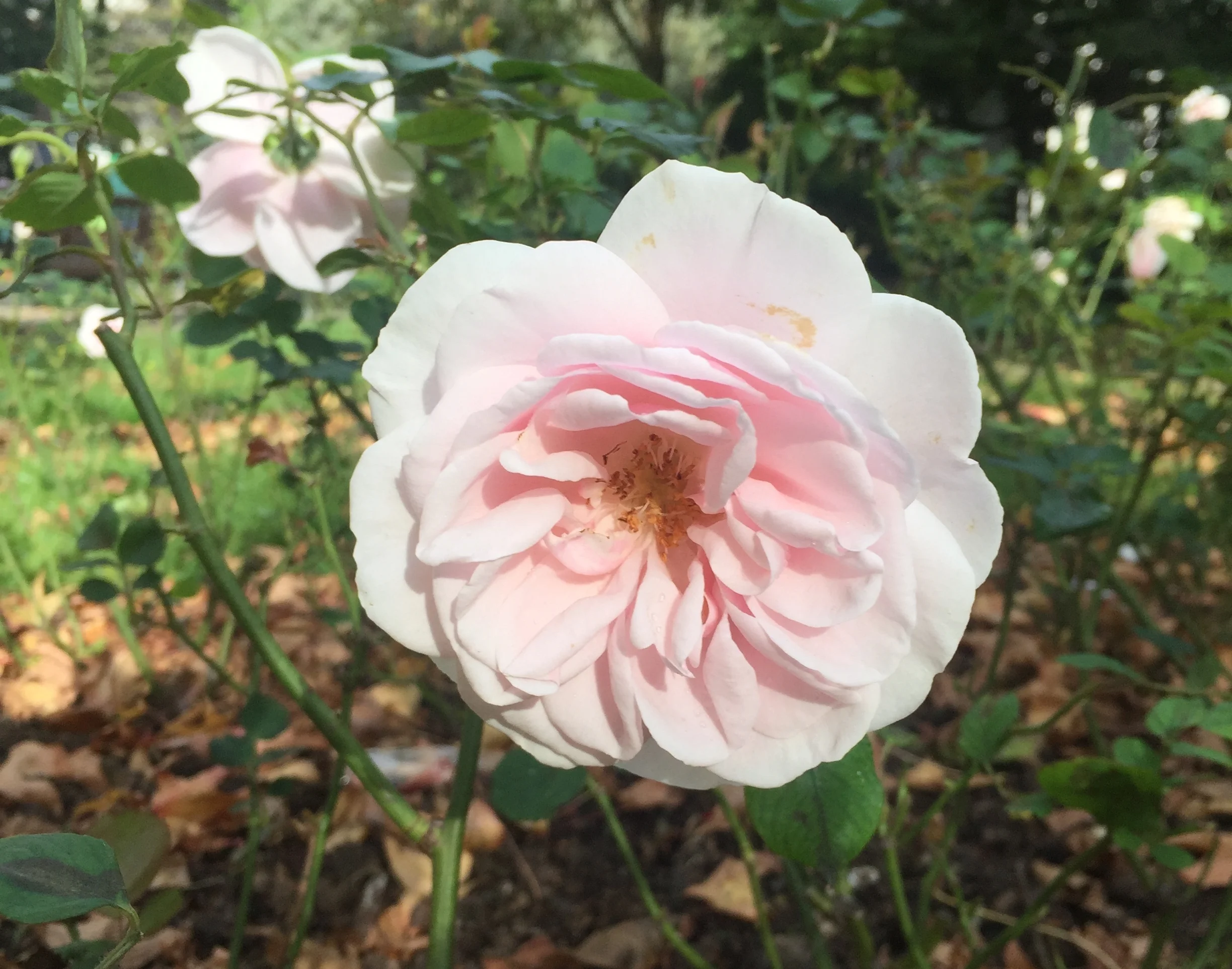rose.jpg