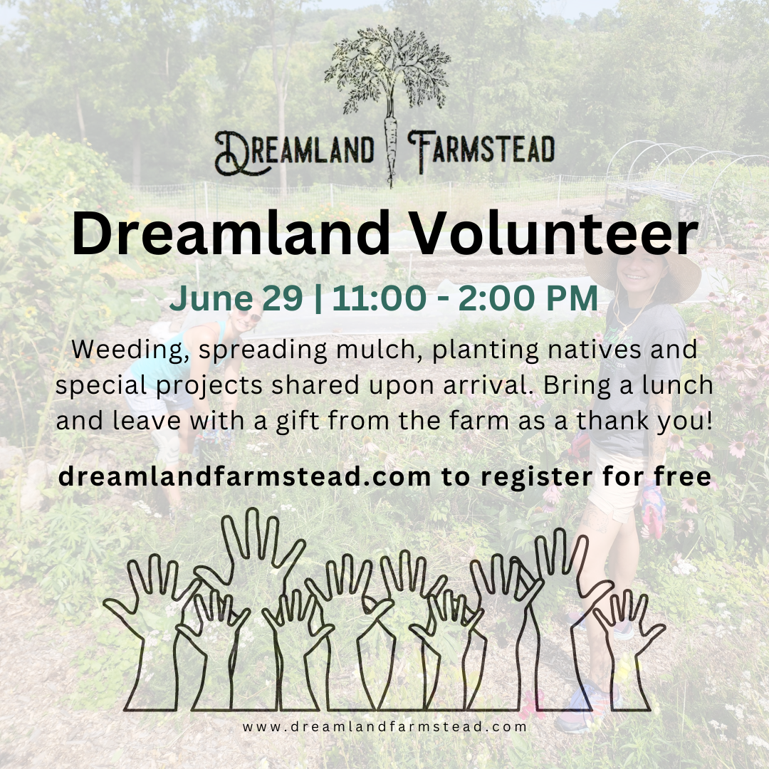 Dreamland Volunteers: June on the Farm
