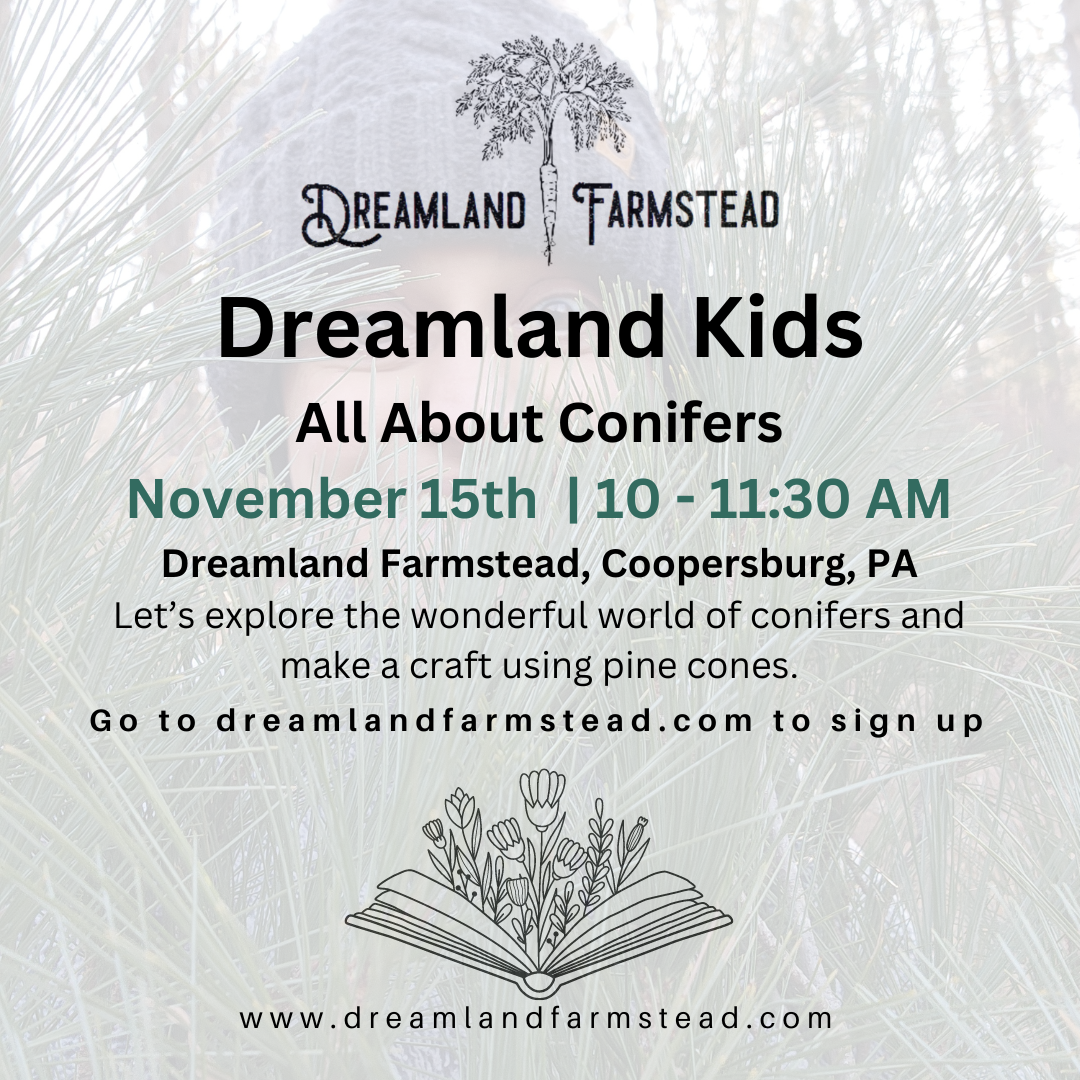 Dreamland Kids: All About Conifers