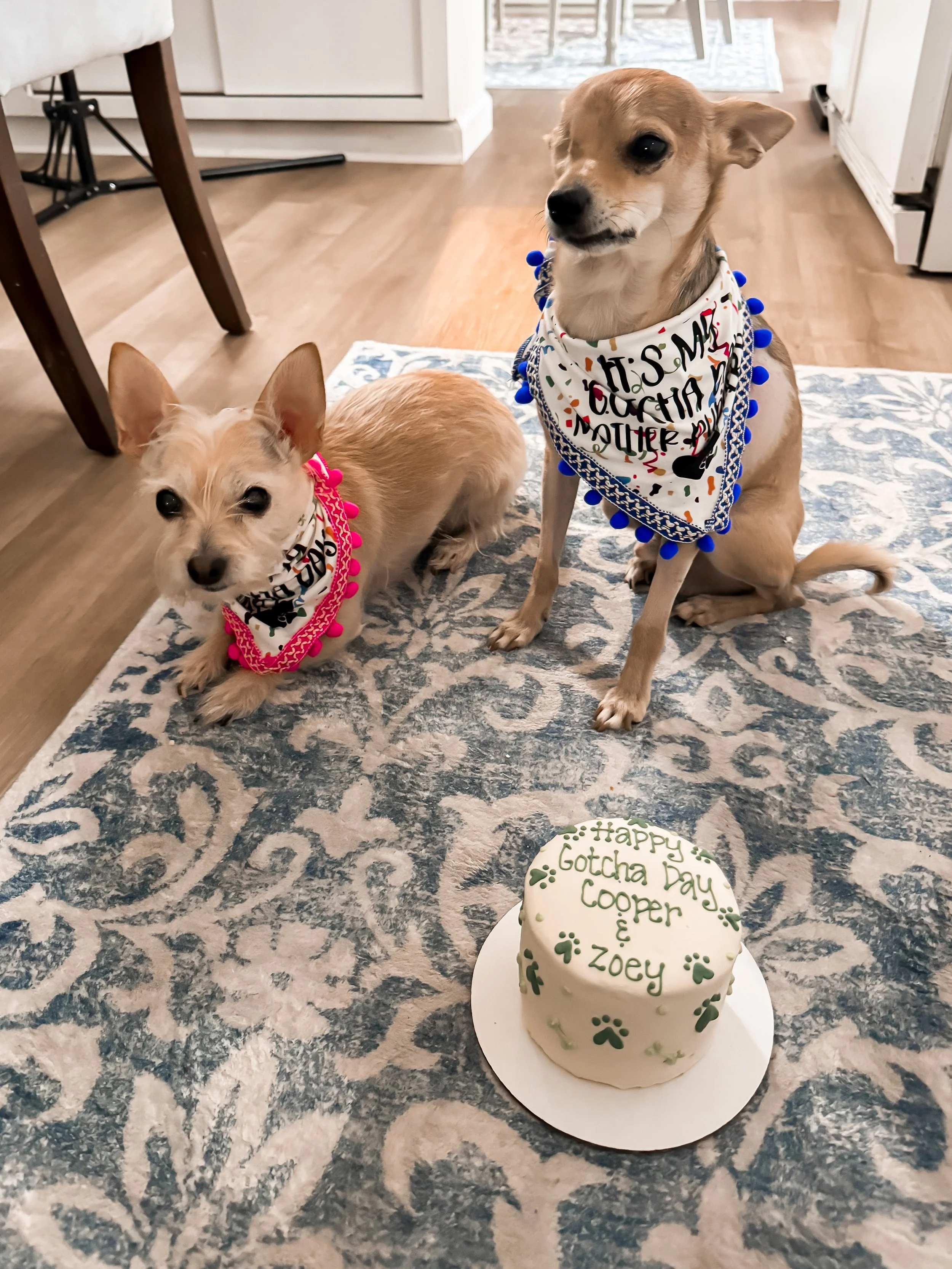 small chihuahua dogs with Gotcha Day cake and bandanas