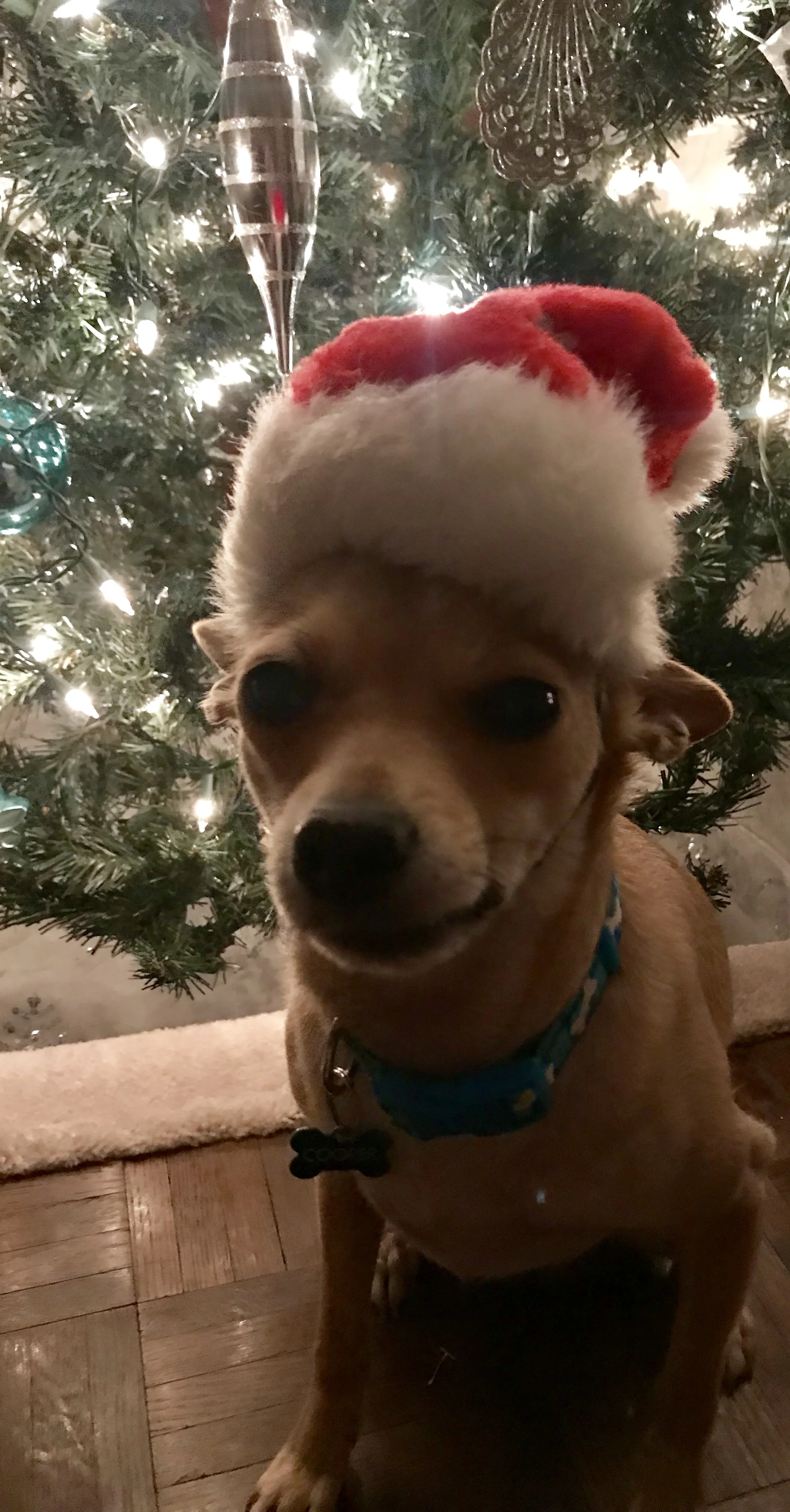 cooper christmas 3.jpg