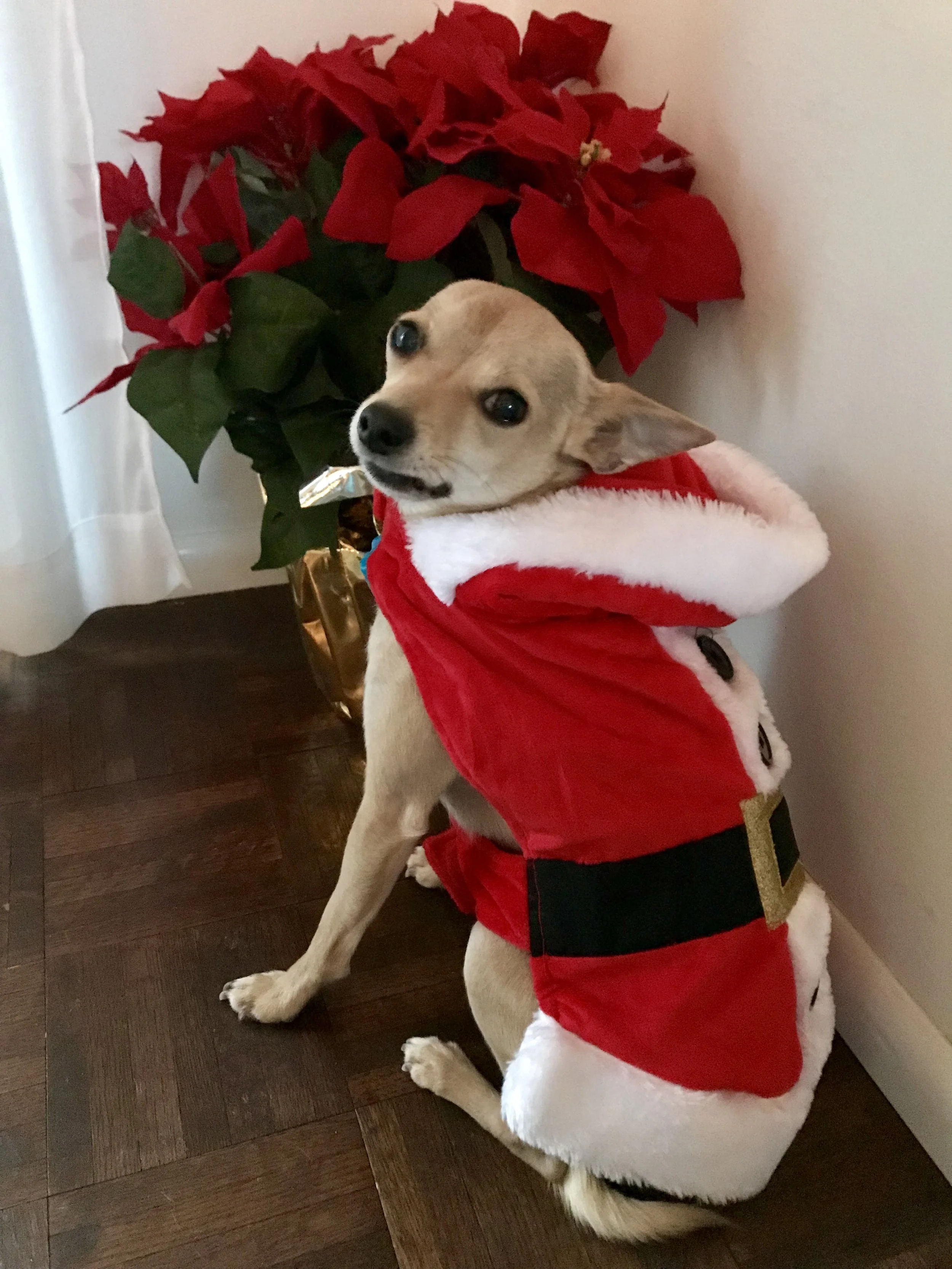 Christmas with Cooper