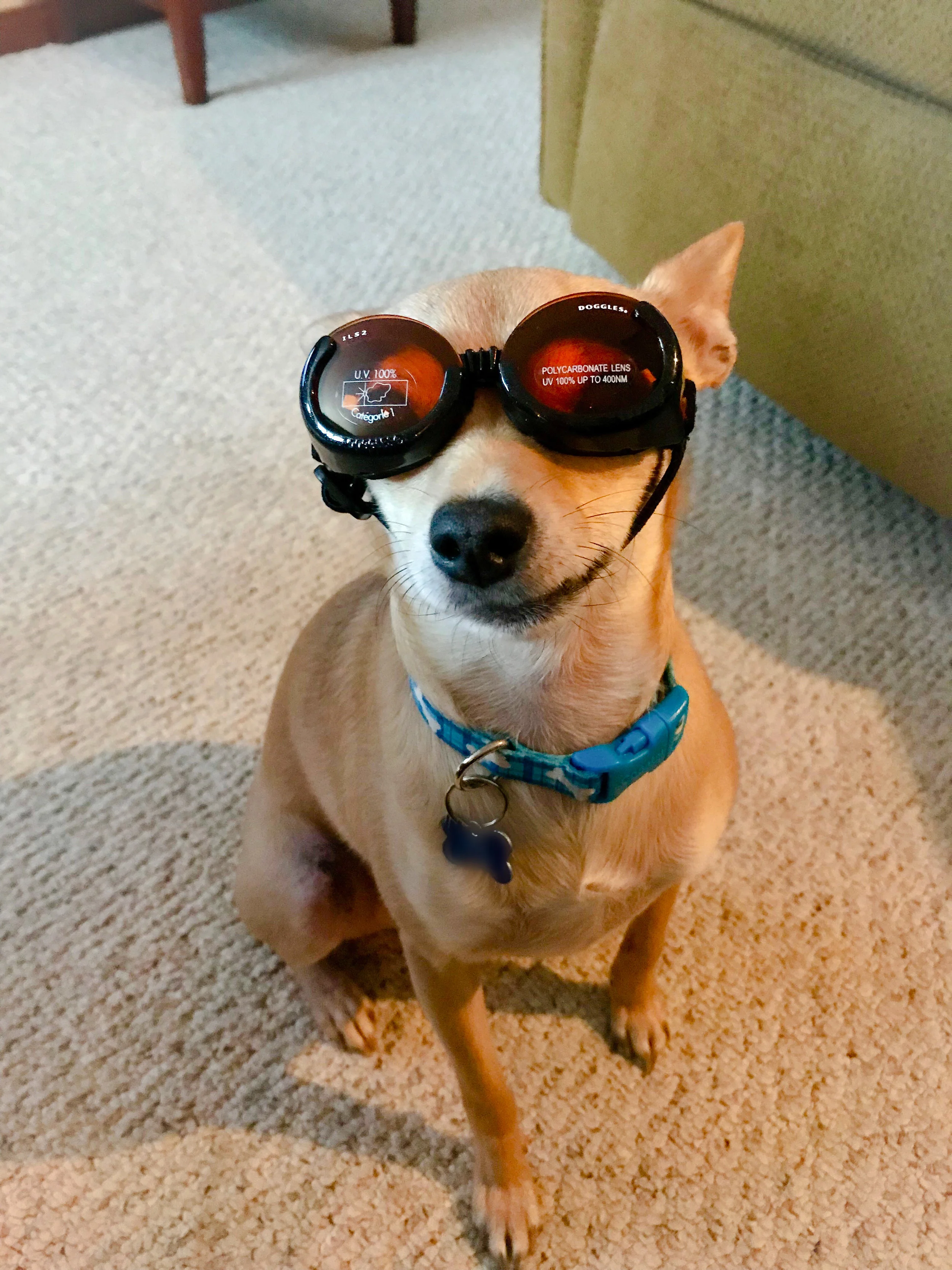 Doggles