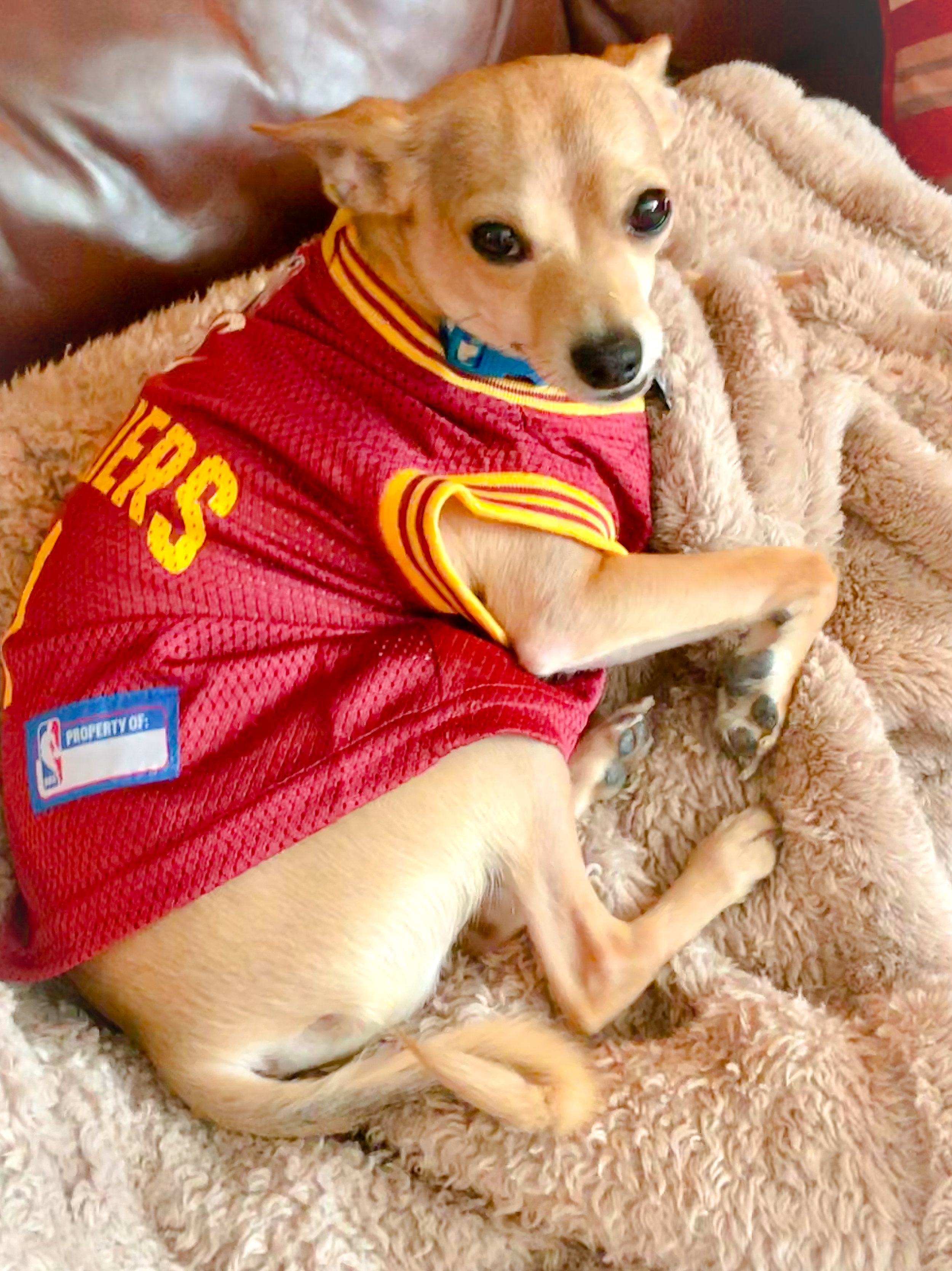Cleveland Cavs Fan