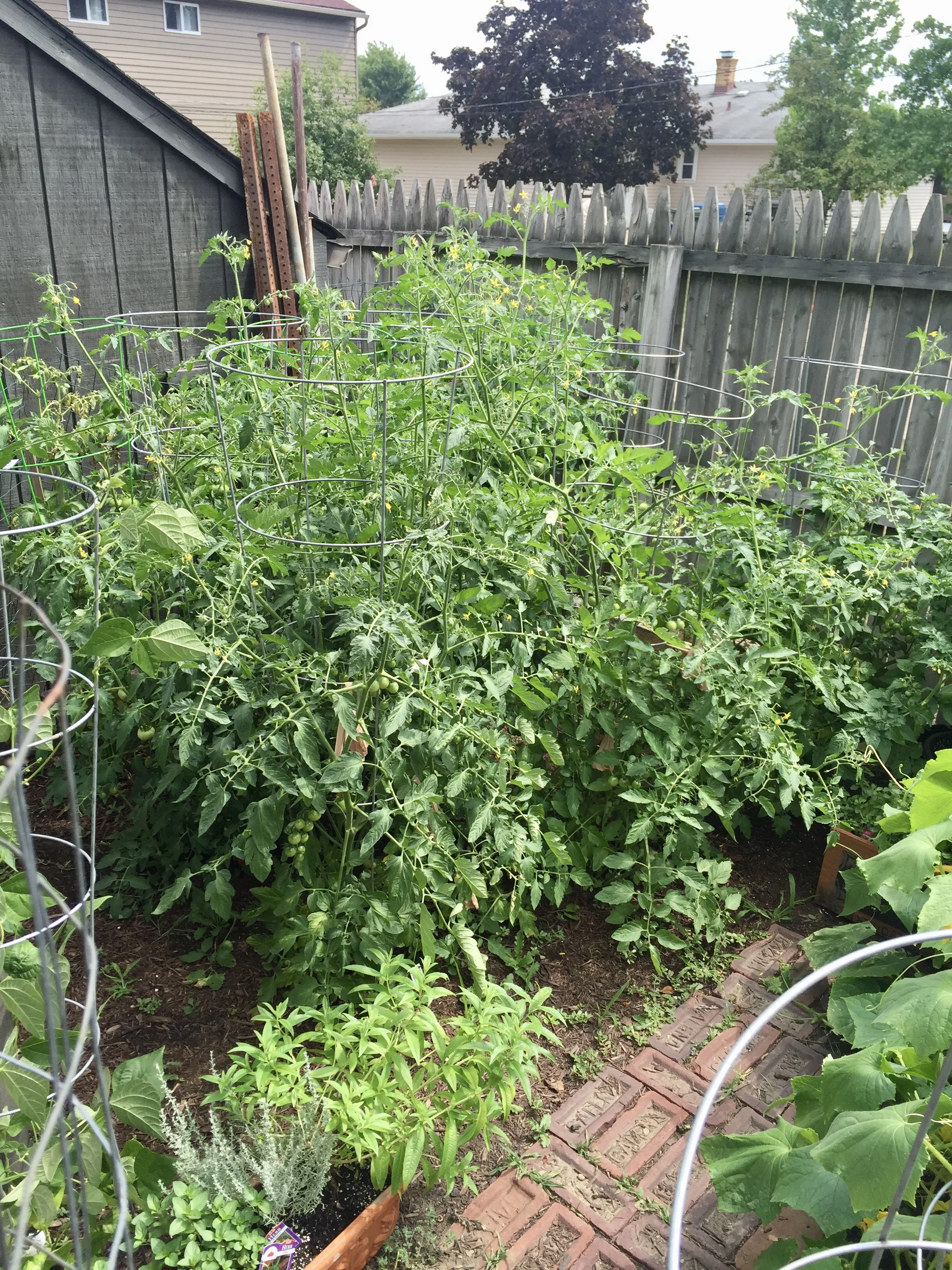 My very first garden--July 2016