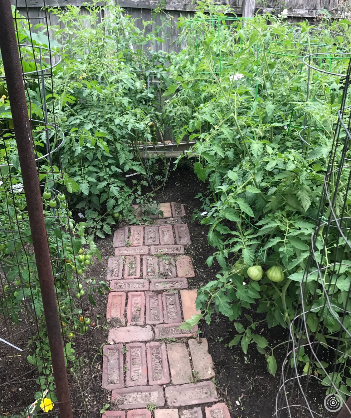 My Tomato Success--Summer 2017