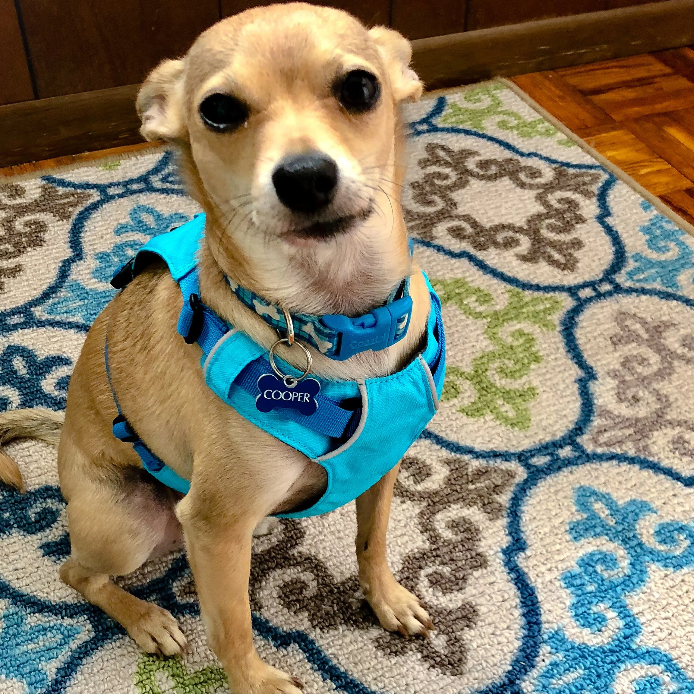RuffWear Harness