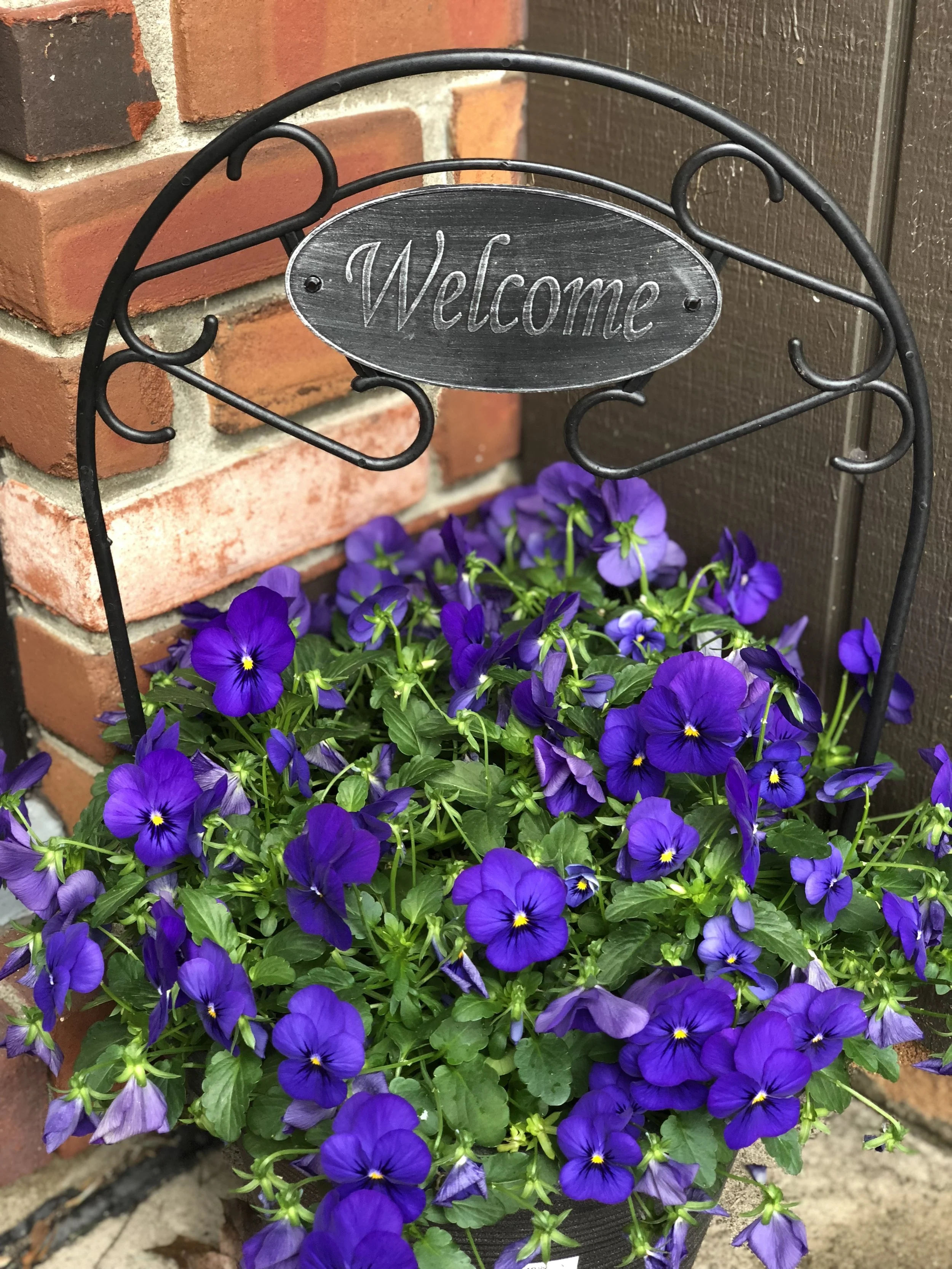 Violas