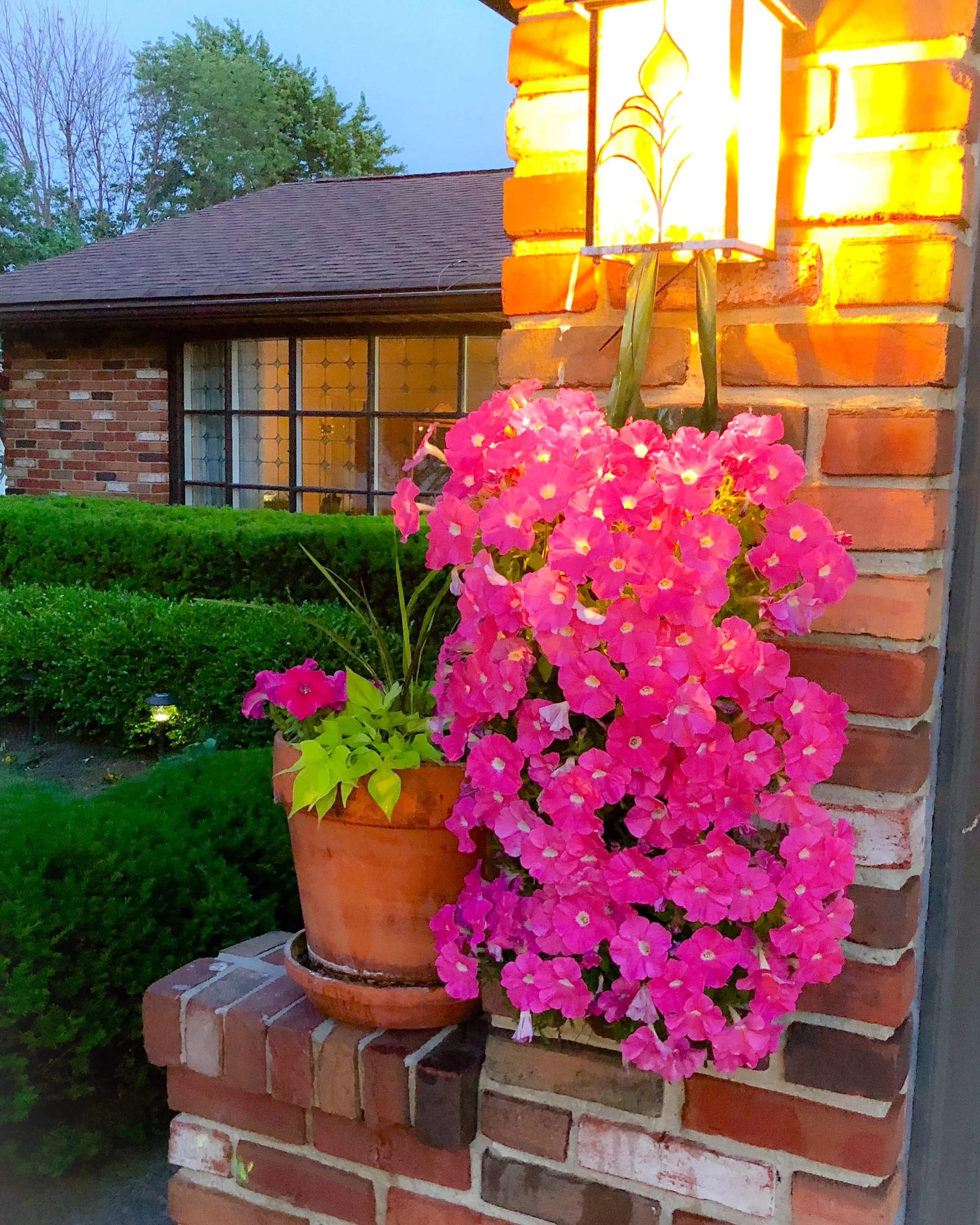 Hot Pink Petunias