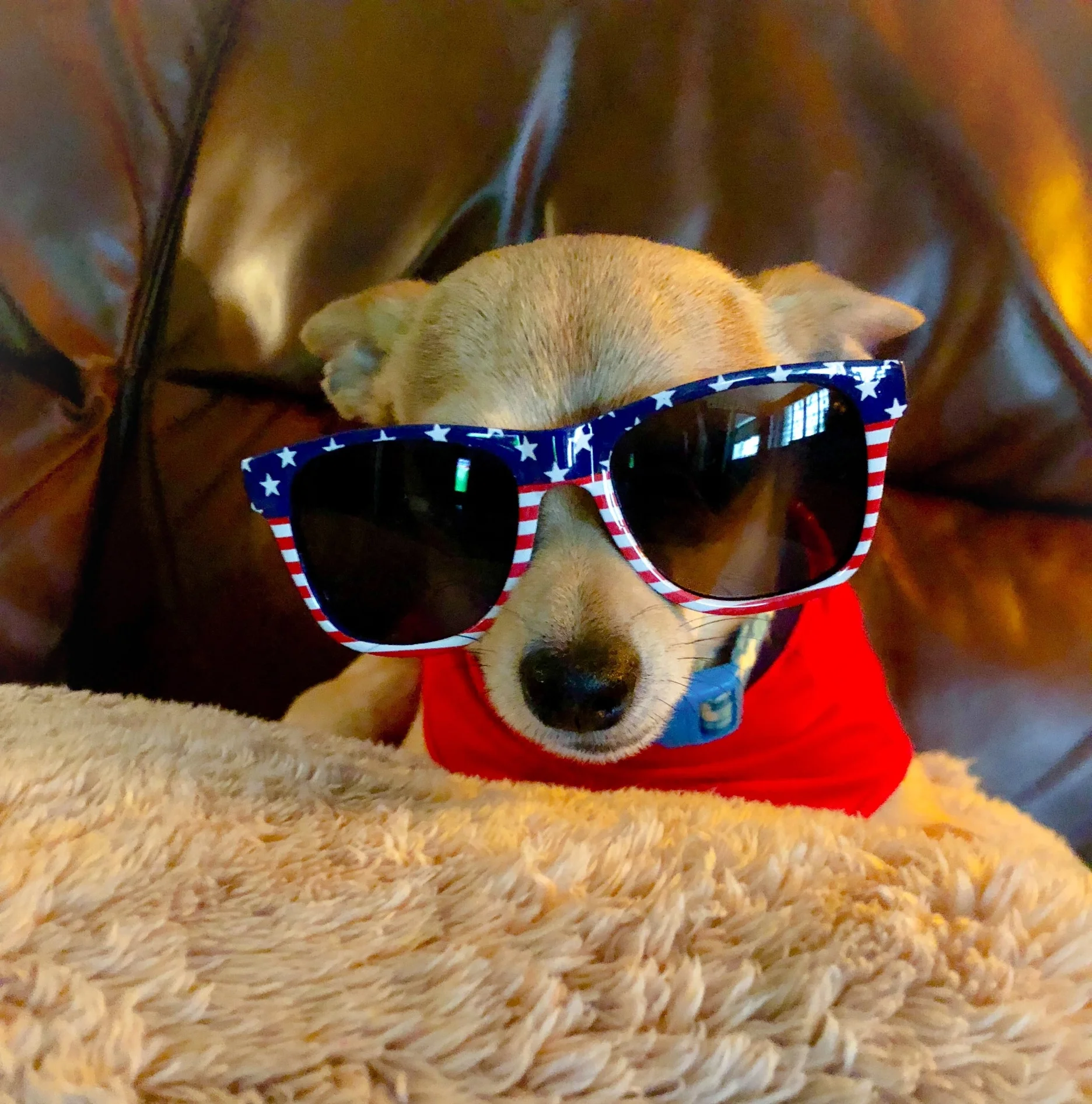 Fourth of July Dog Celebrations