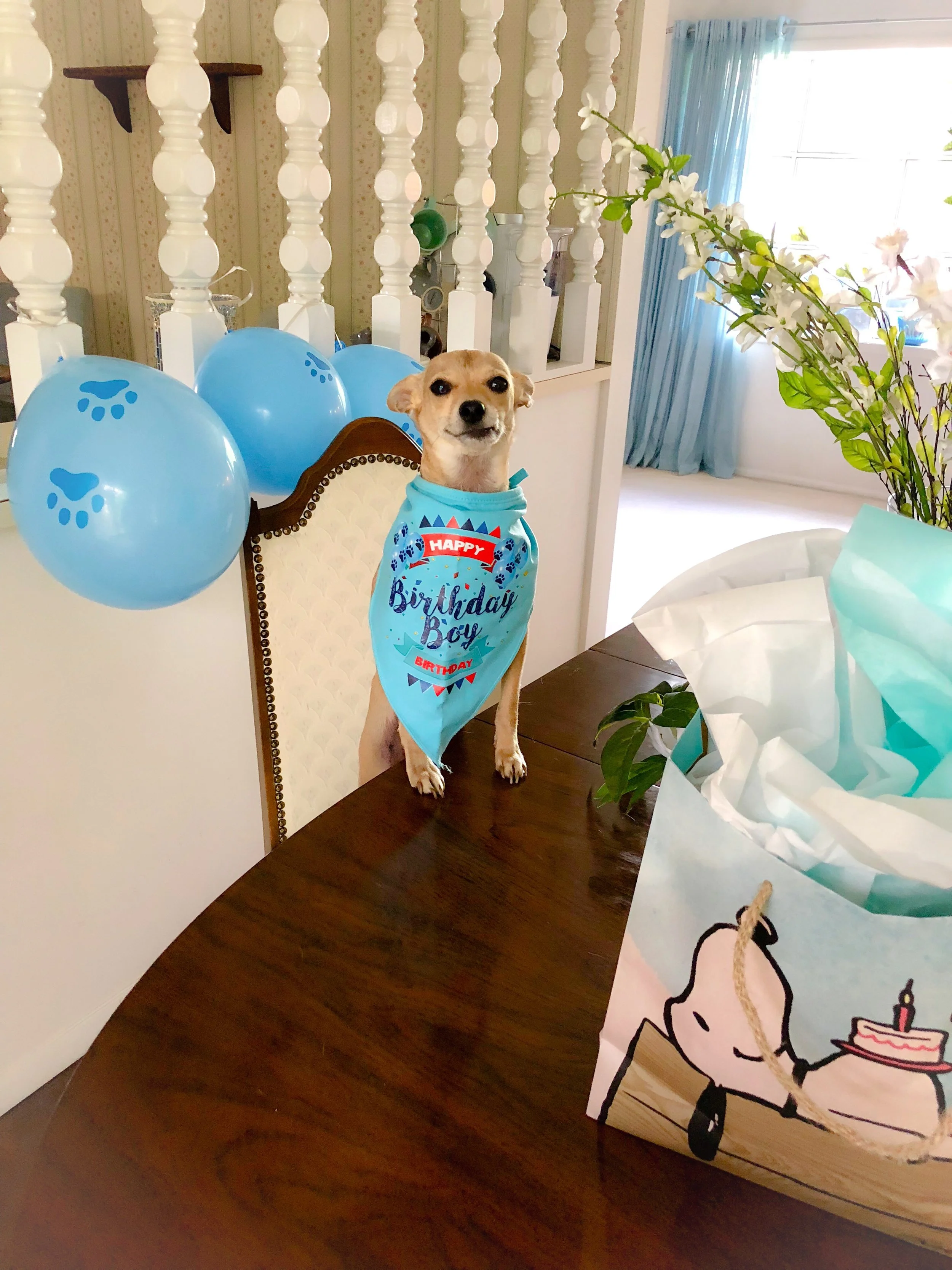 Dog with birthday boy bandana and paw print balloons