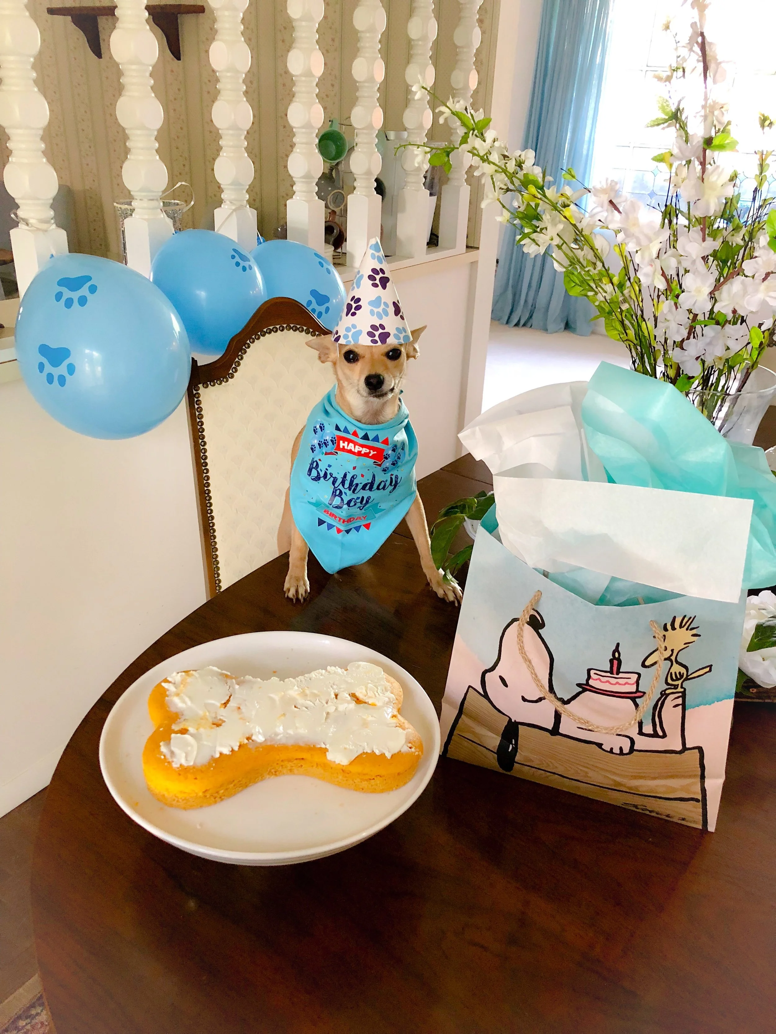 Cooper's "Gotcha Day" and "Birthday" Party