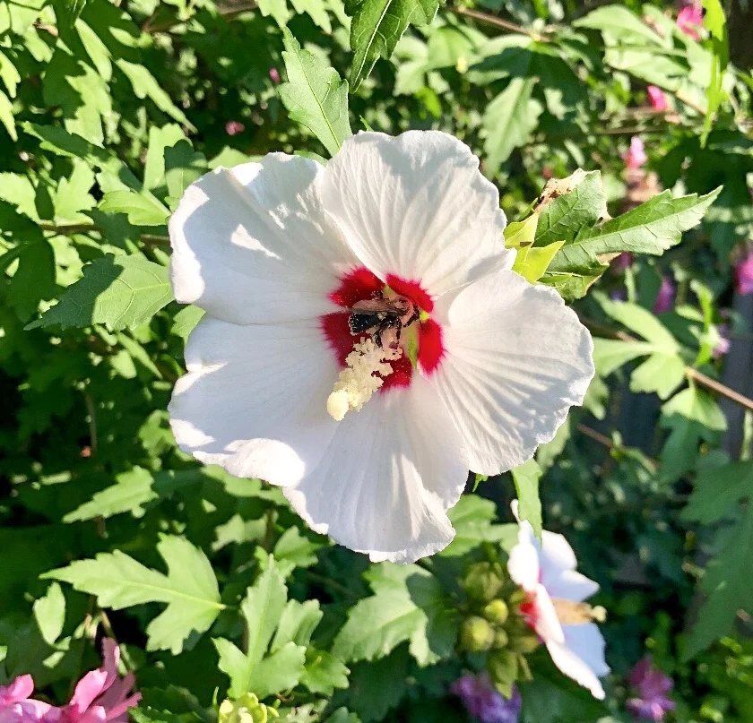 Late Summer Blooms:  Rose of Sharon