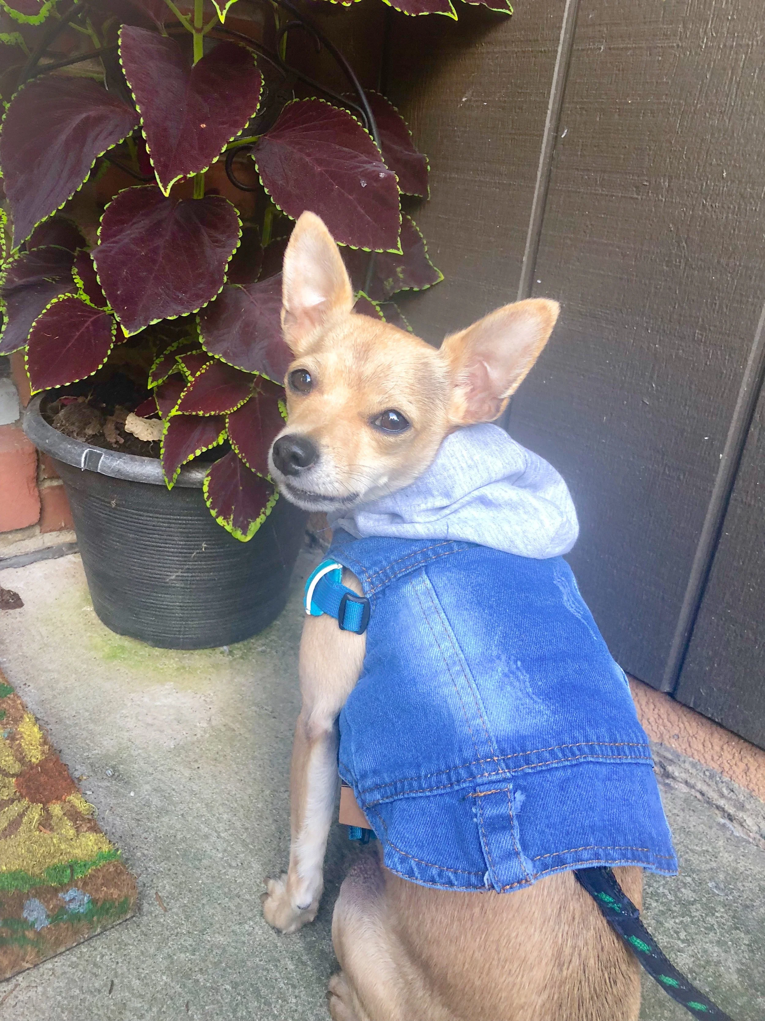 Fall Days with Cooper:  Denim Hoodie from Amazon