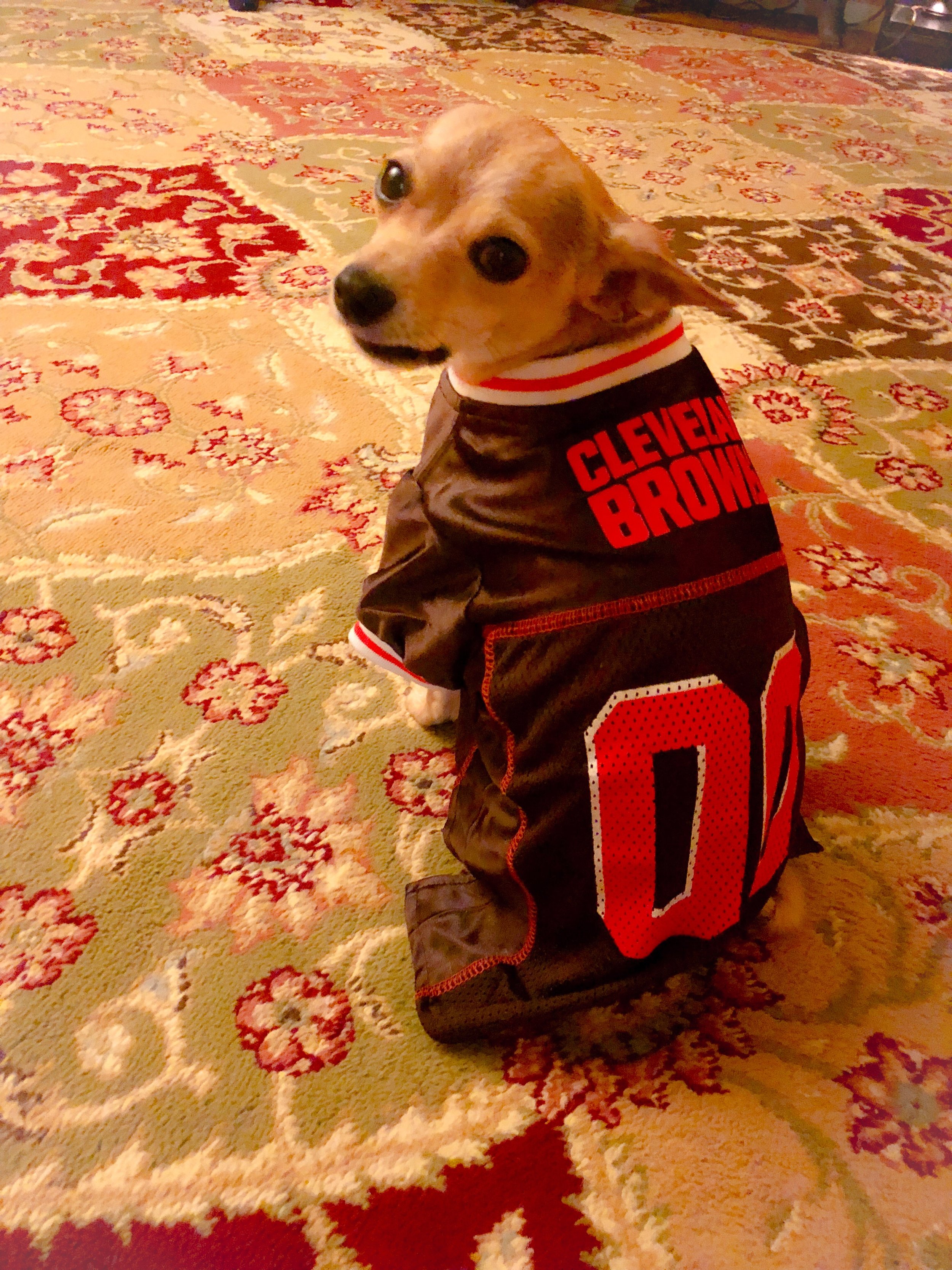 cleveland browns dog jersey