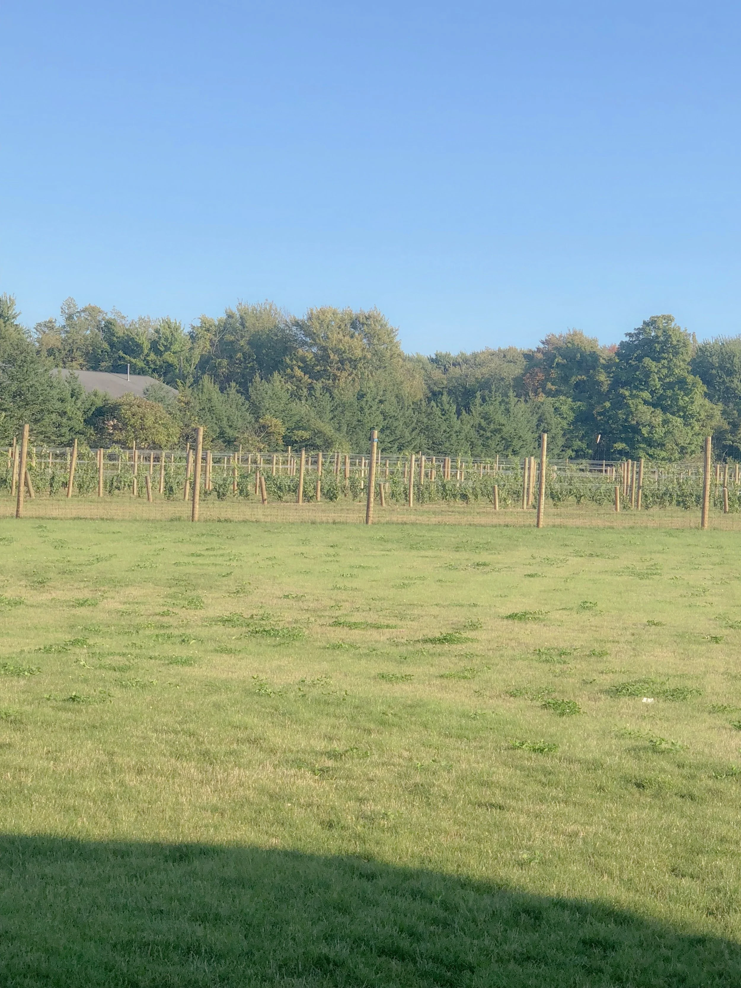 The Vineyard