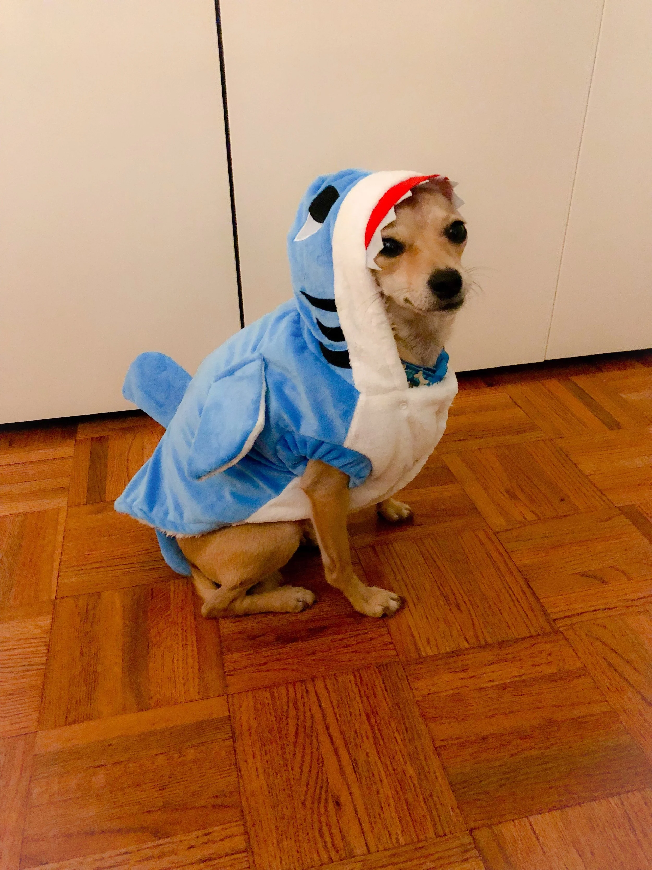 Chihuahua in a shark halloween costume from Amazon