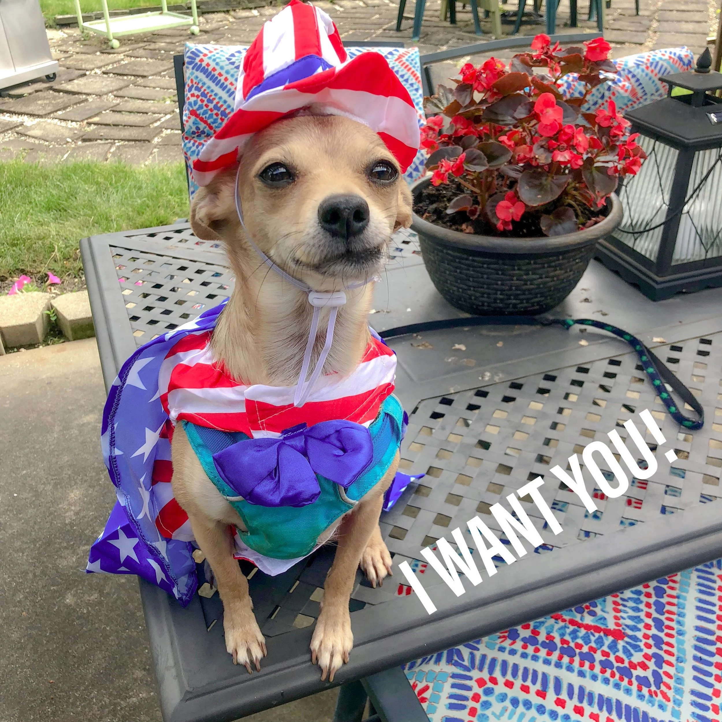 Cooper Celebrates the Fourth of July!