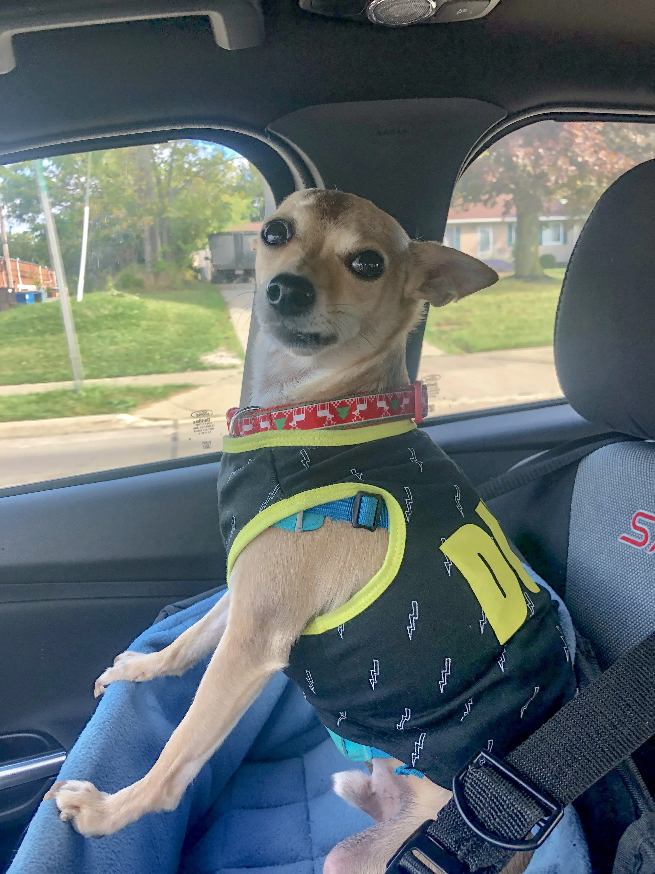Cooper's Car seat
