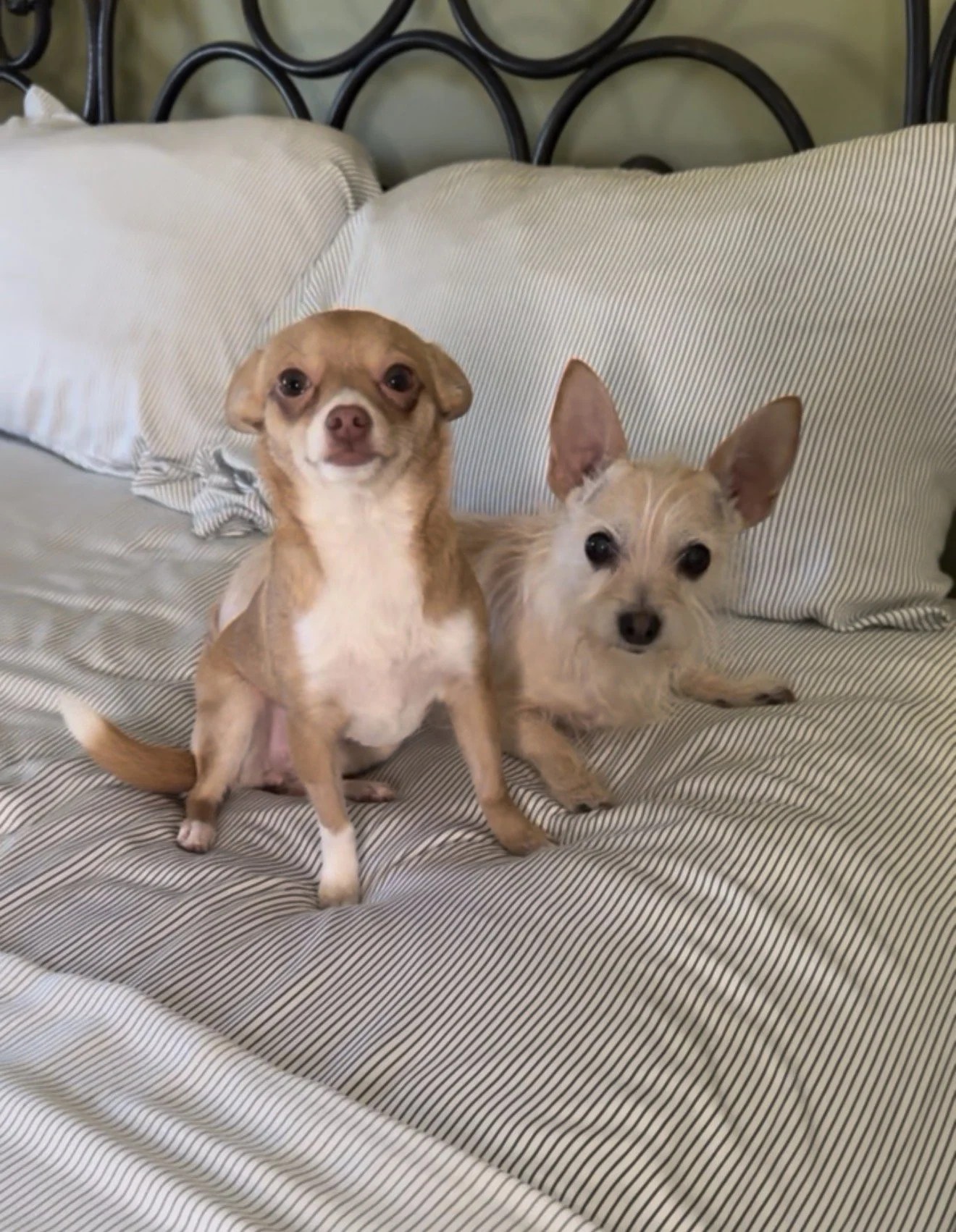 Cozy Earth:  A Review of Premium Bamboo Sheets  