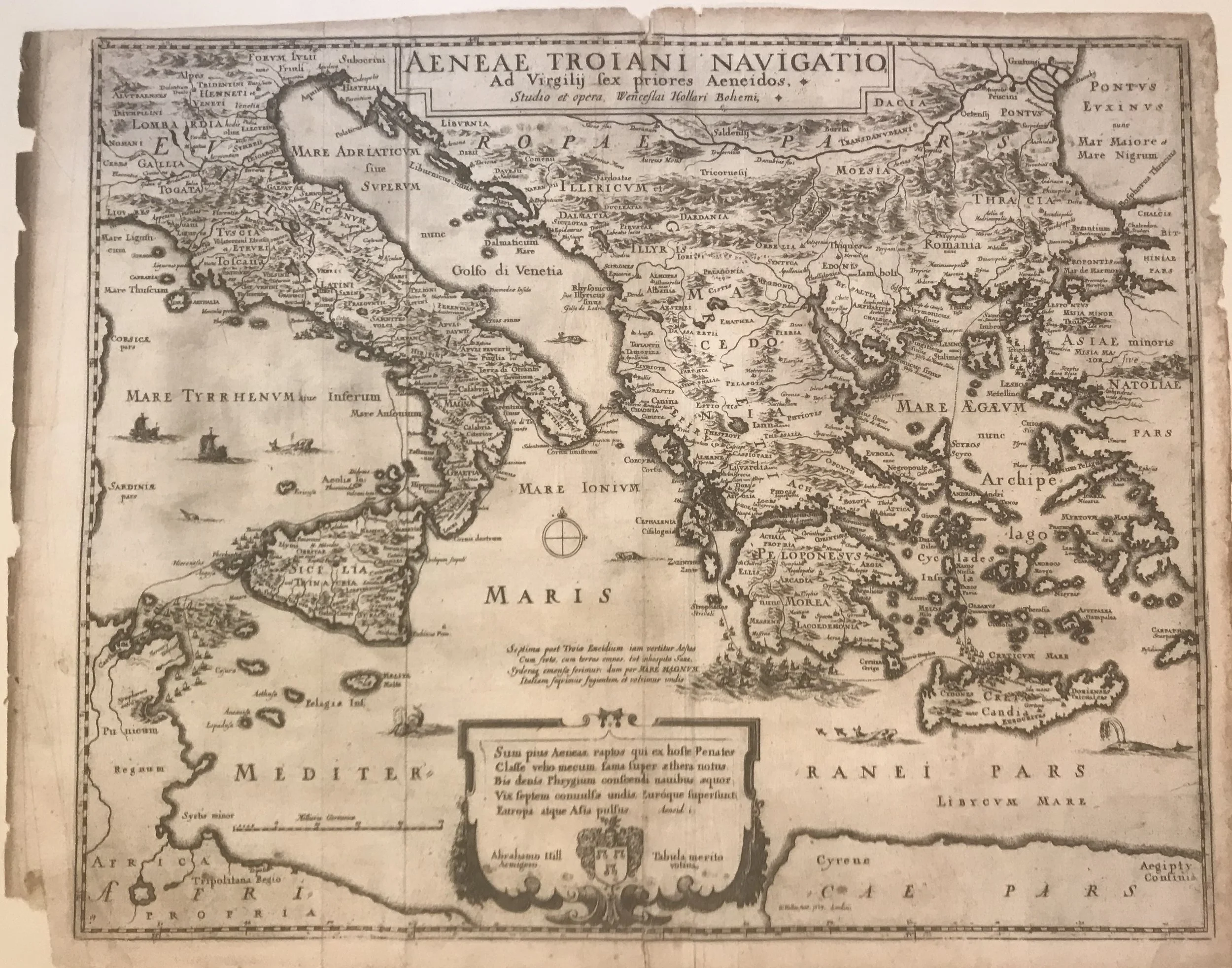 Hollar Mediterranean troiana