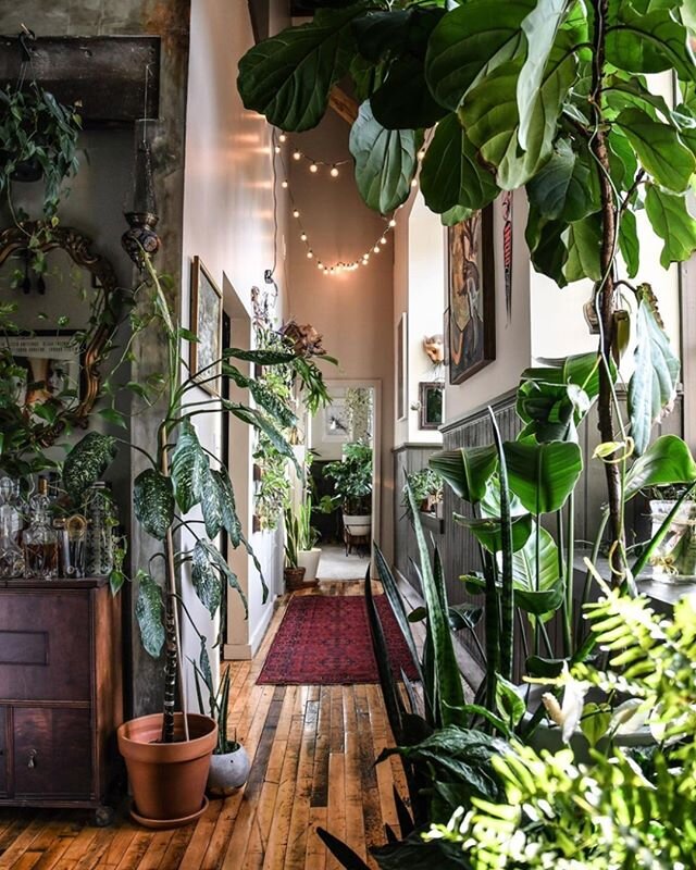 Interior design tip no. 1: Add more plants 🌱
-
#LoveTheRoom 📷: @hiltoncarter
-
#LTR #lovethisroom #plantgoals #gardeningseason #plantinspiration #lonnyliving #homeiswhereplantsare