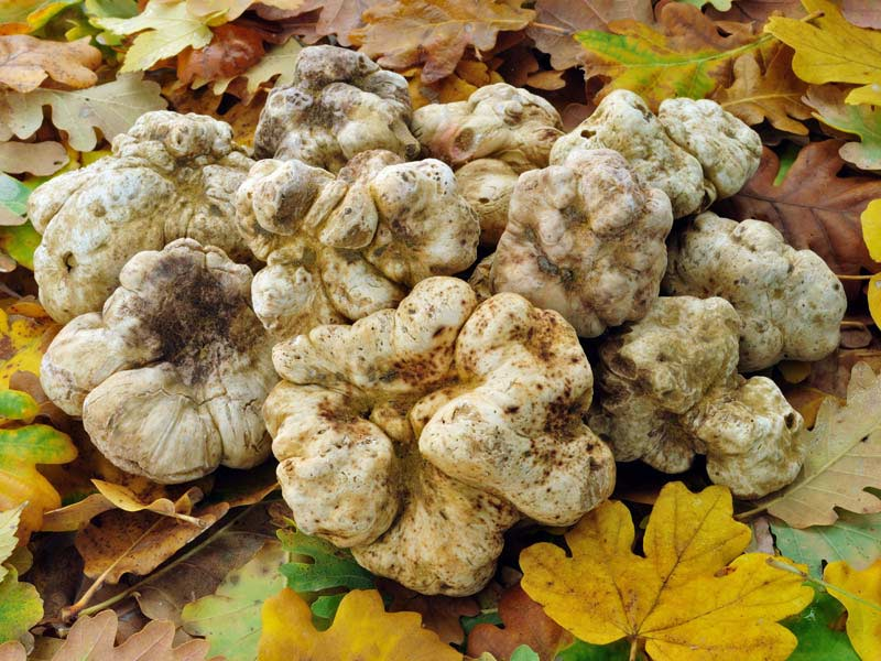Truffles.png