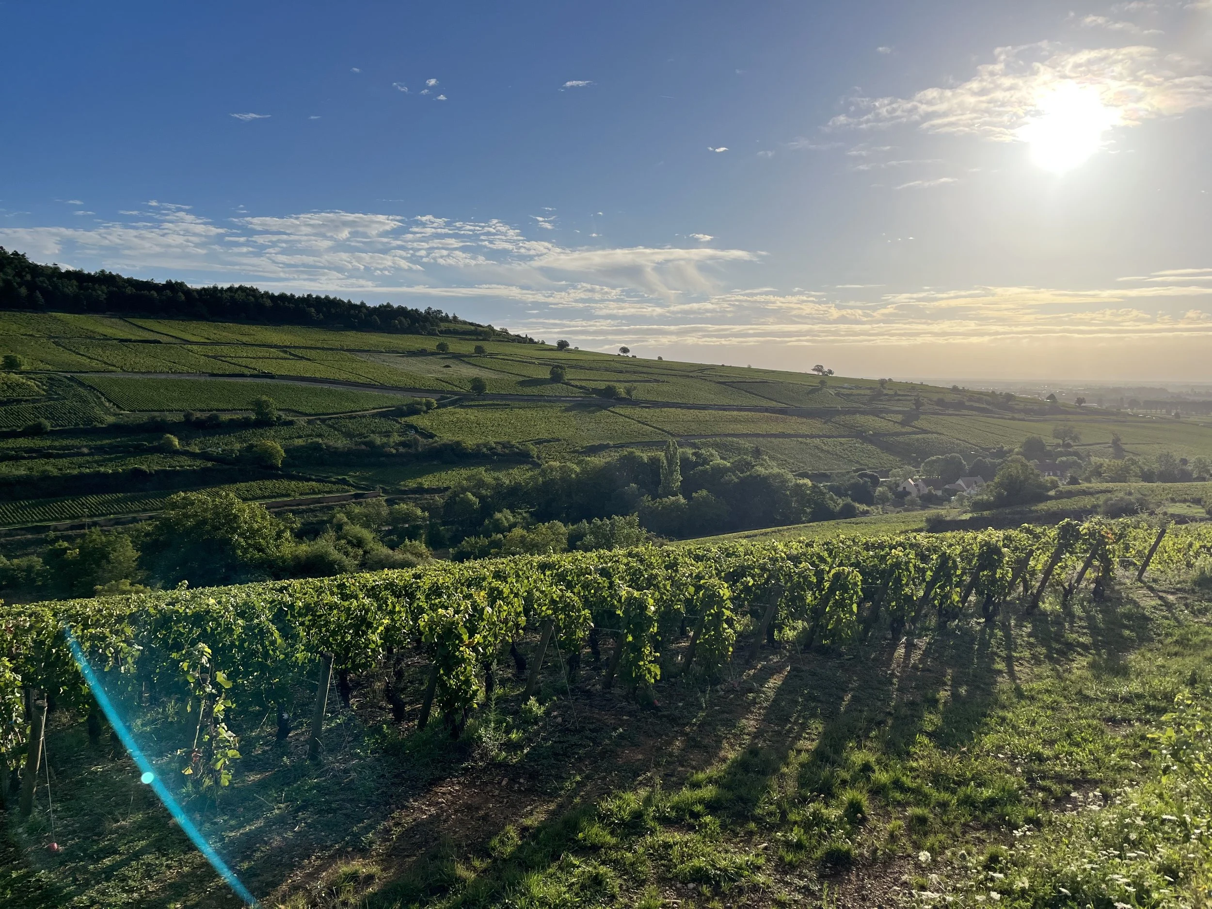 Harvest 2025 in Burgundy