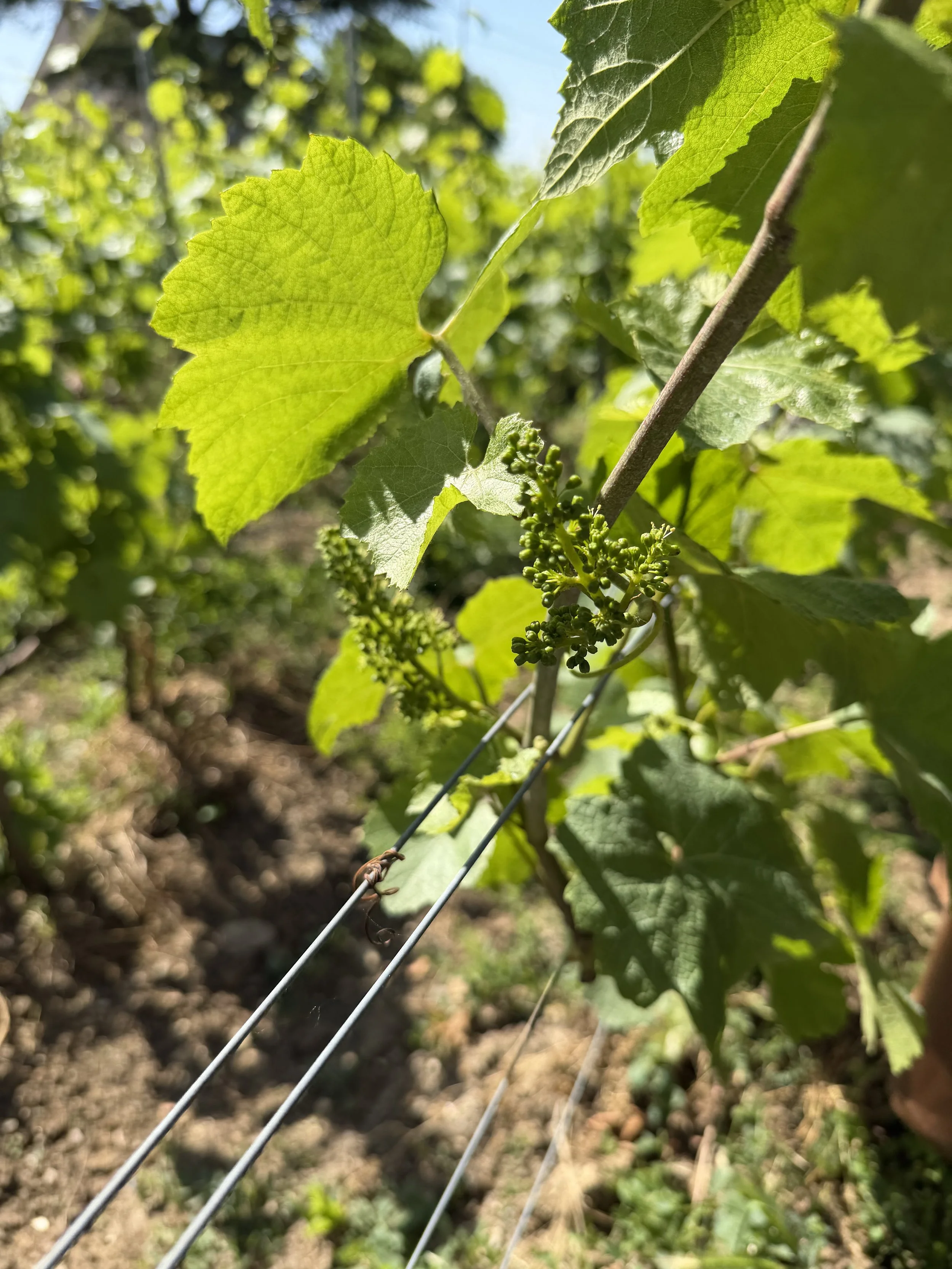 Sommelier Scholarship trip to Champagne - Part II