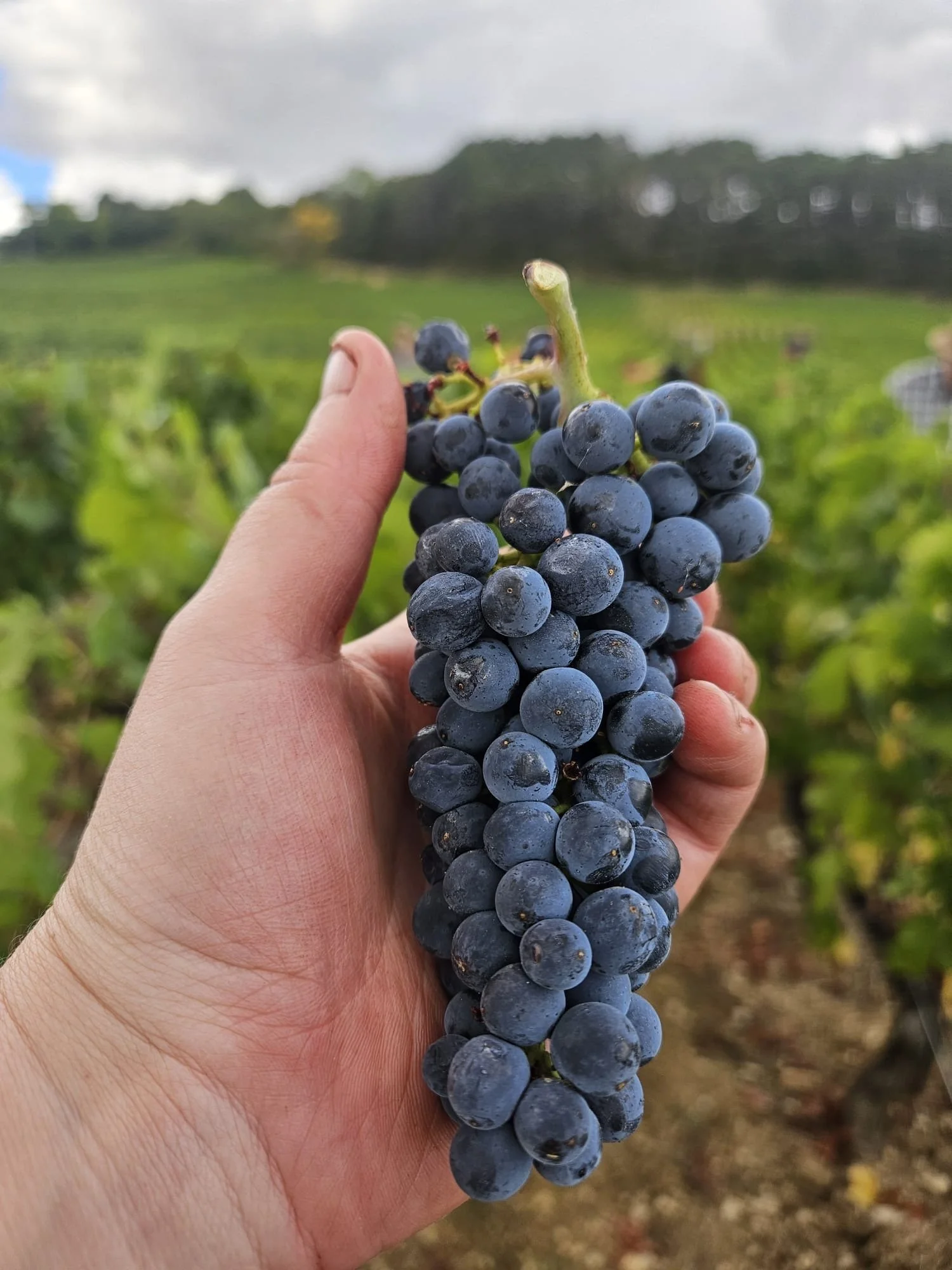 Harvest Scenes - Domaine MicheL Lafarge