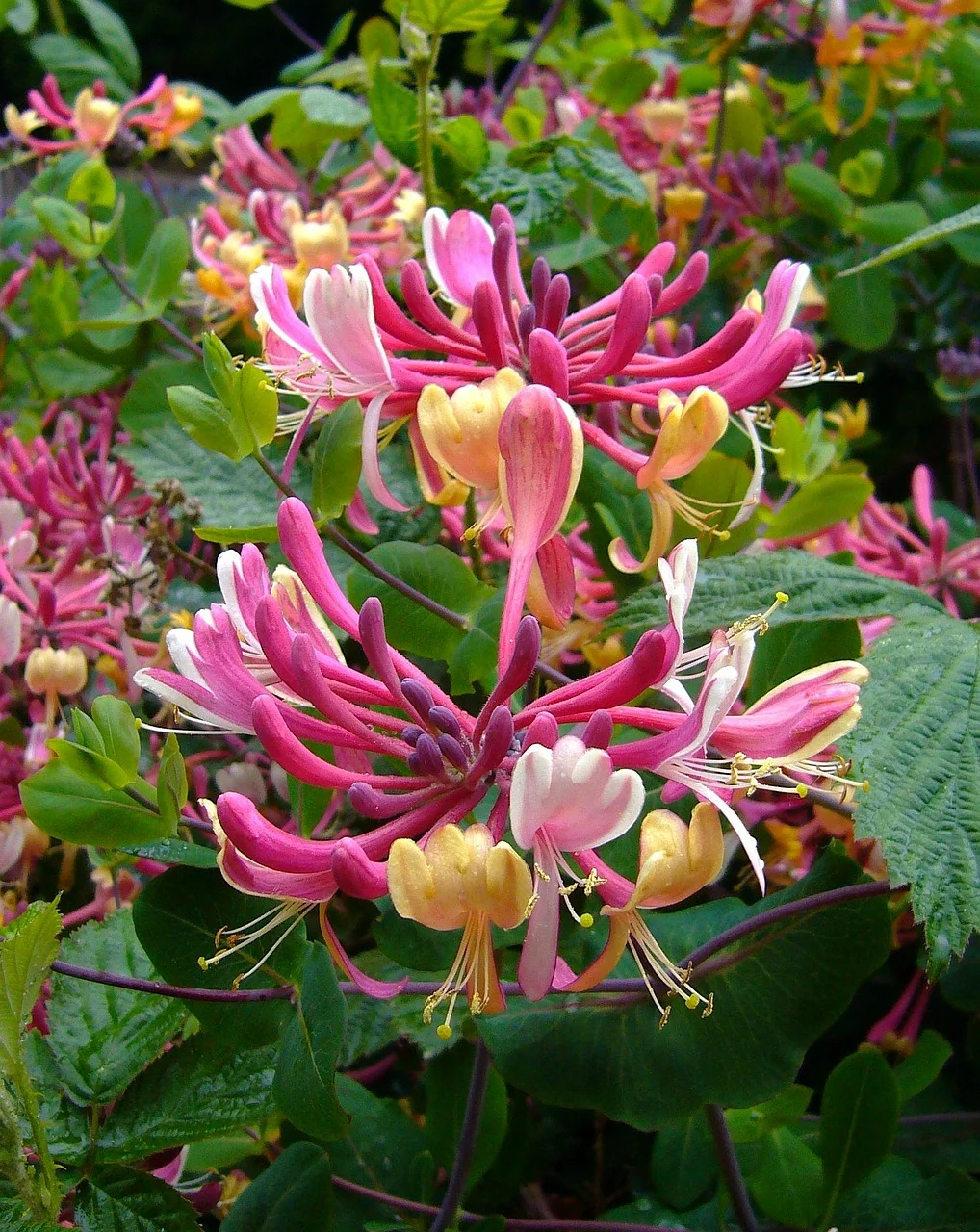honeysuckle-57423_1280.jpg