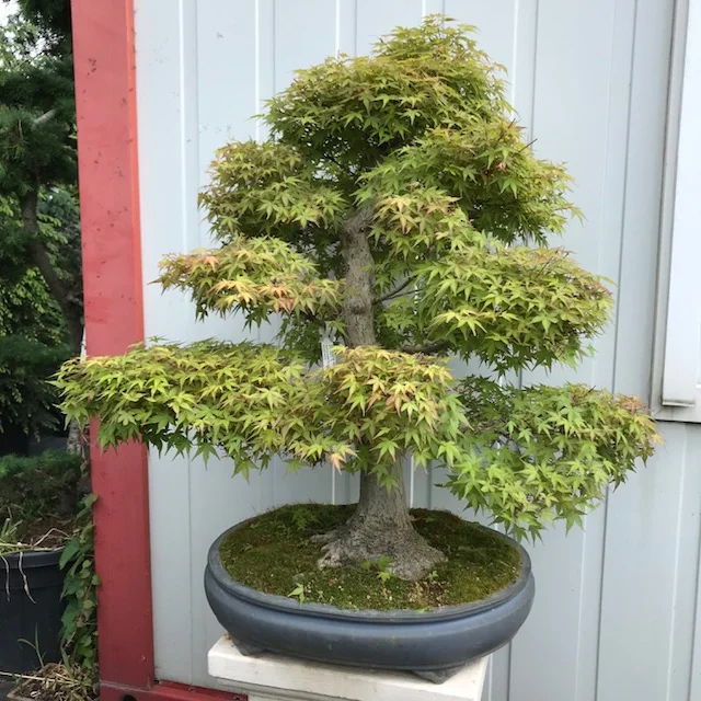 Acer palmatum 'Benichiko'