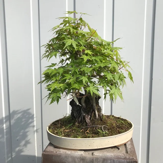 Acer palmatum 'Yama'