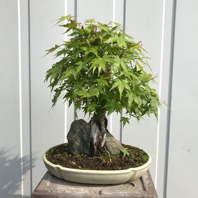 Acer palmatum 'Yama'