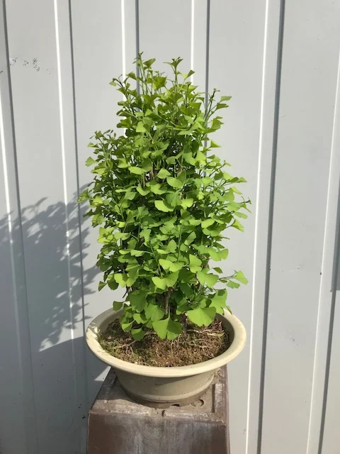 Ginkgo biloba