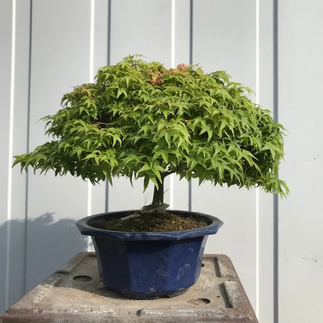 Acer palmatum var. palmatum