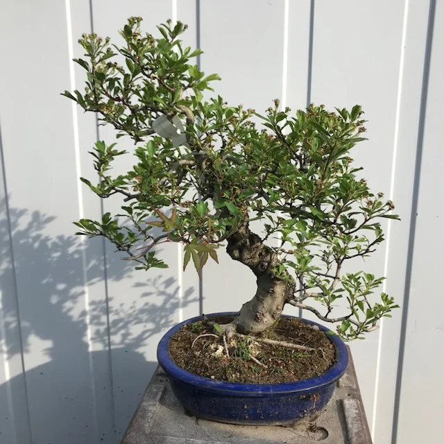 Crataegus cuneata
