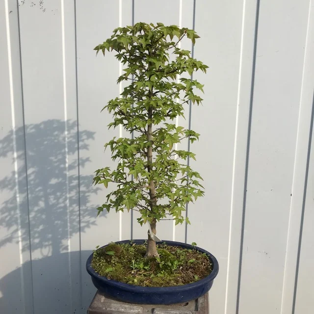 Acer bourgerianum