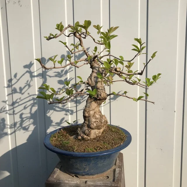 Magnolia 'Susan'