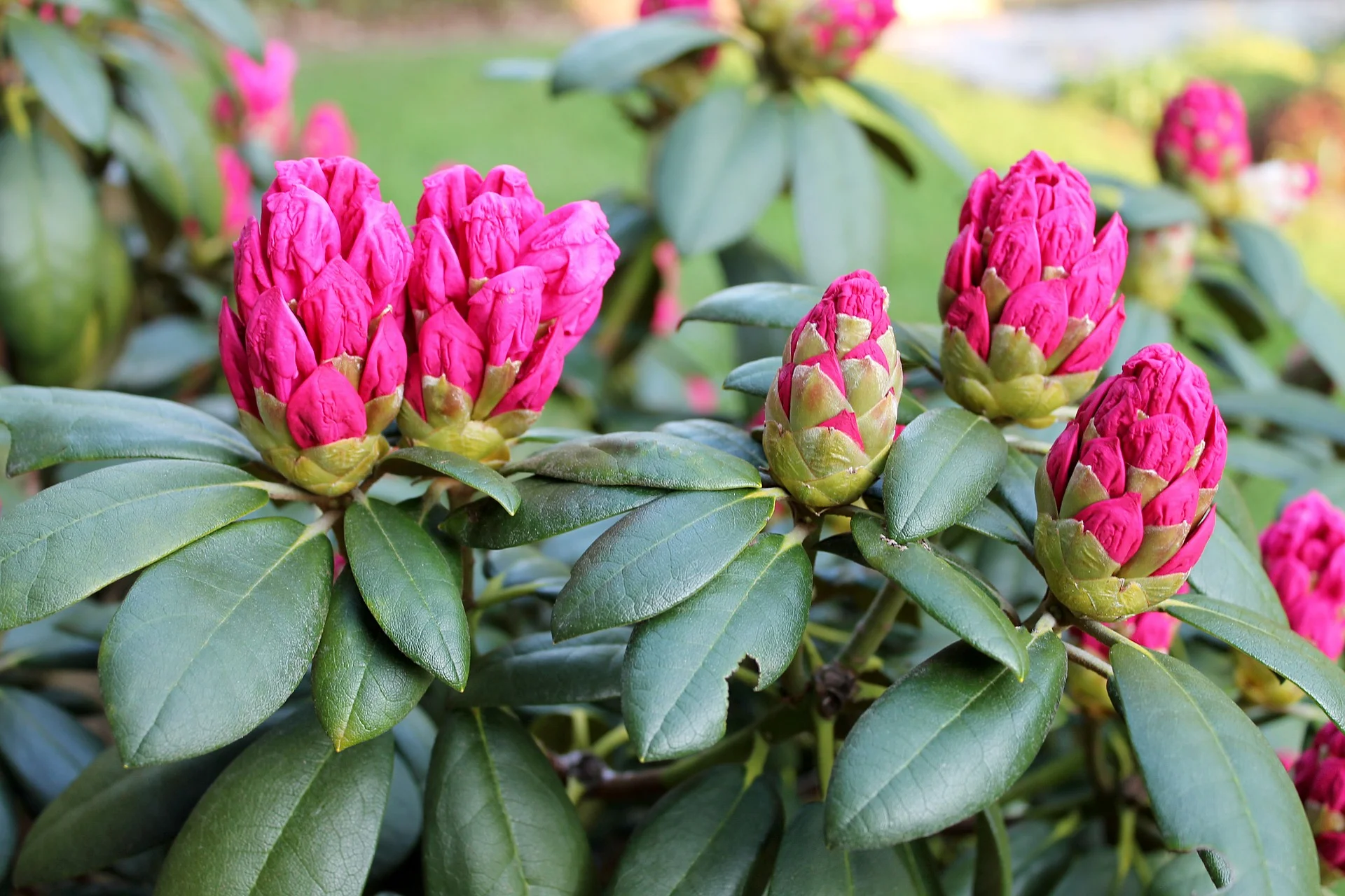 rhododendron-1403785_1920.jpg