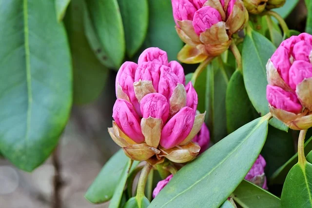 rhododendron-3311444_640.jpg