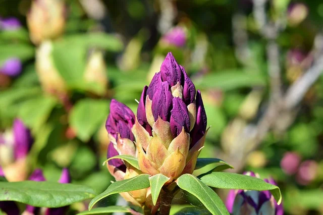 rhododendron-3415303_640.jpg