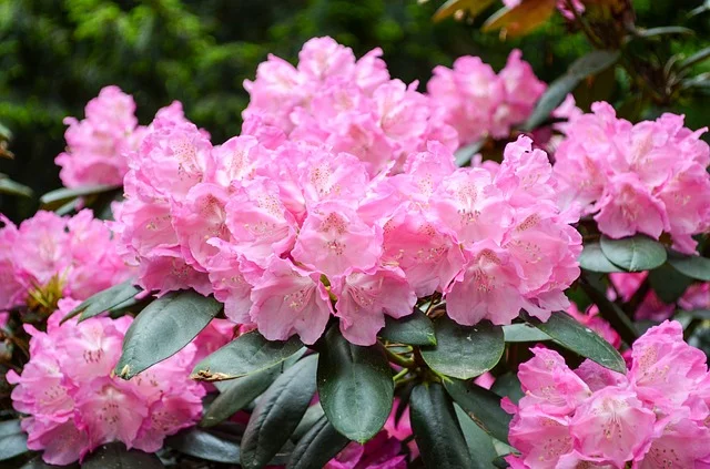flower-3359076_640.jpg