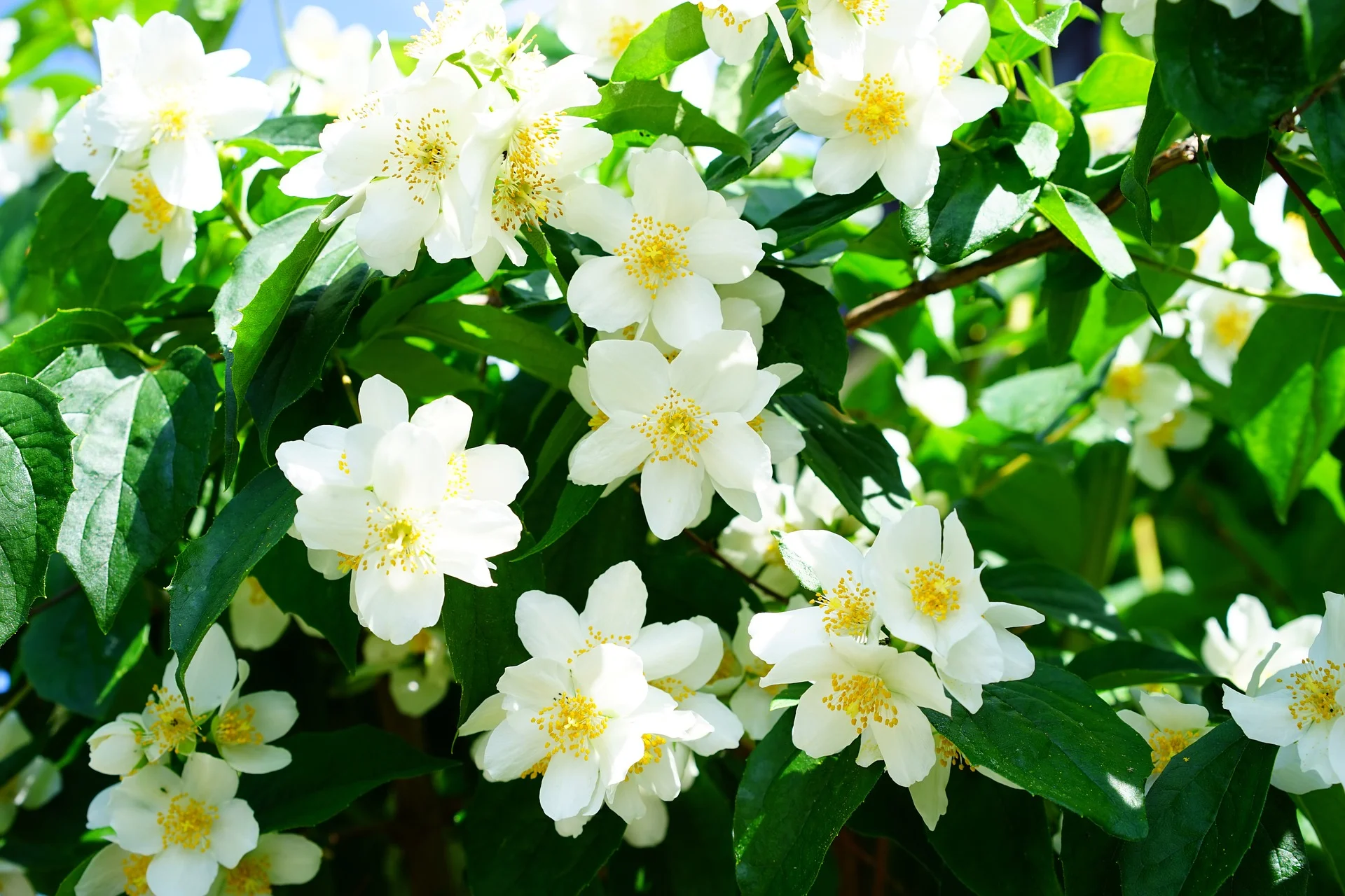 mock-orange-1365920_1920.jpg