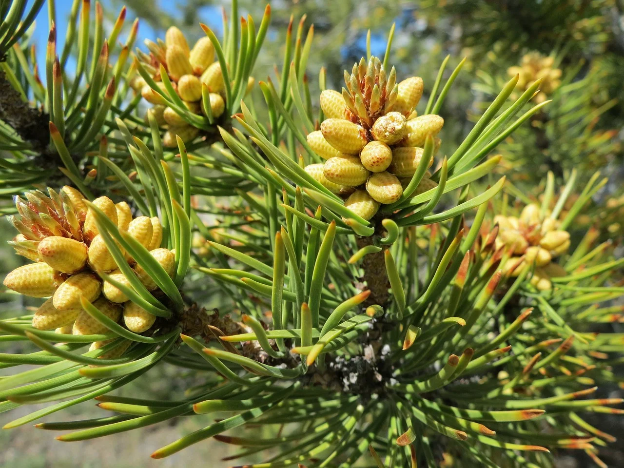 trees-175864_1280.jpg