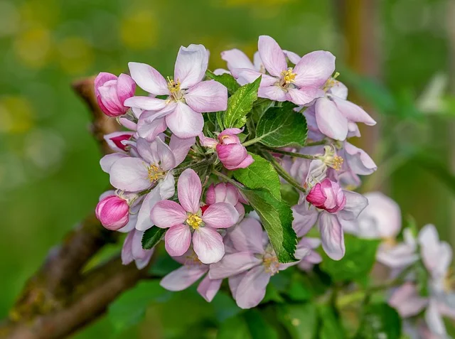 apple-blossom-3353039_640.jpg