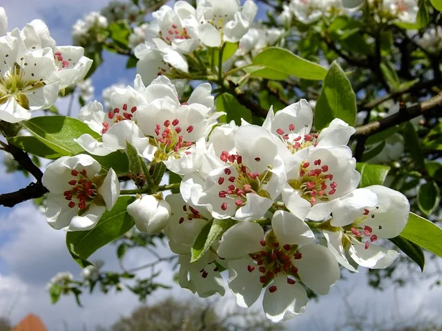 pear-1877566_640.jpg