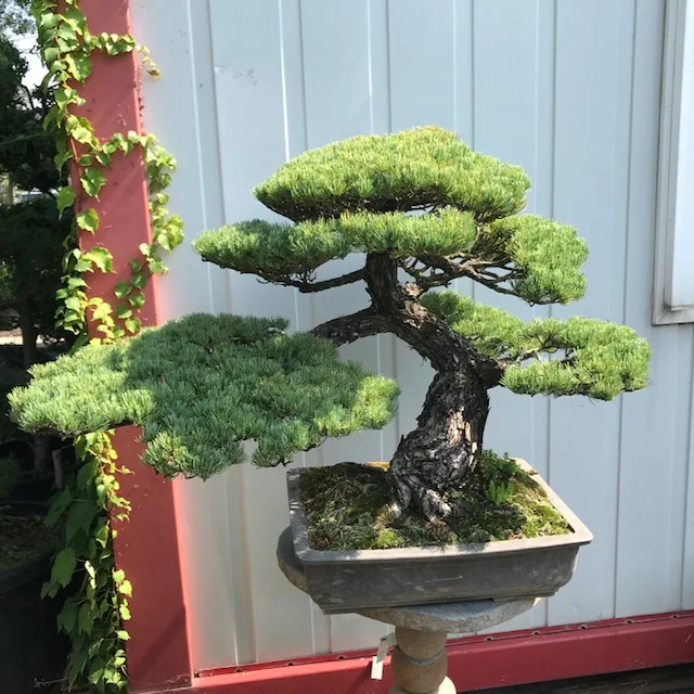 Pinus pentaphylla